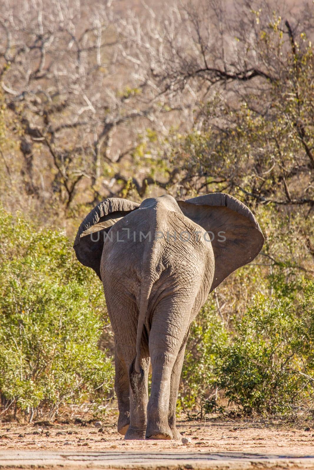 loxodonta africana, wild elephant drinking water, Kruger, South Africa, rear view