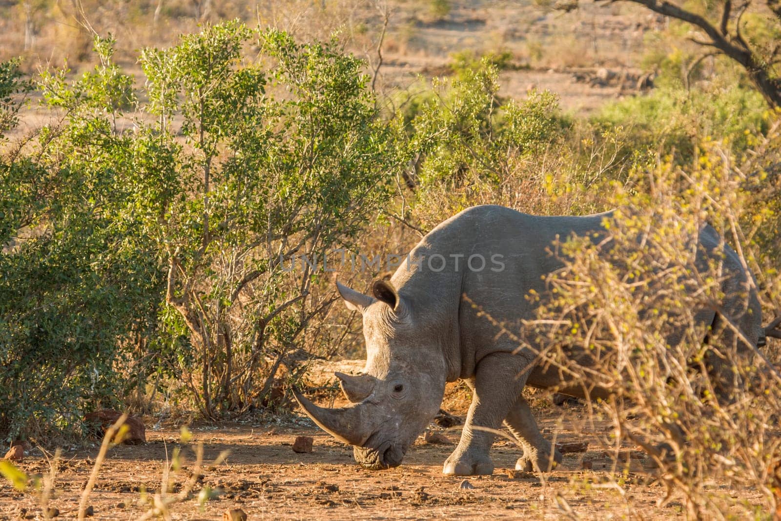 wild white rhinoceros standing in a dry savannah, in Kruger park, South Africa