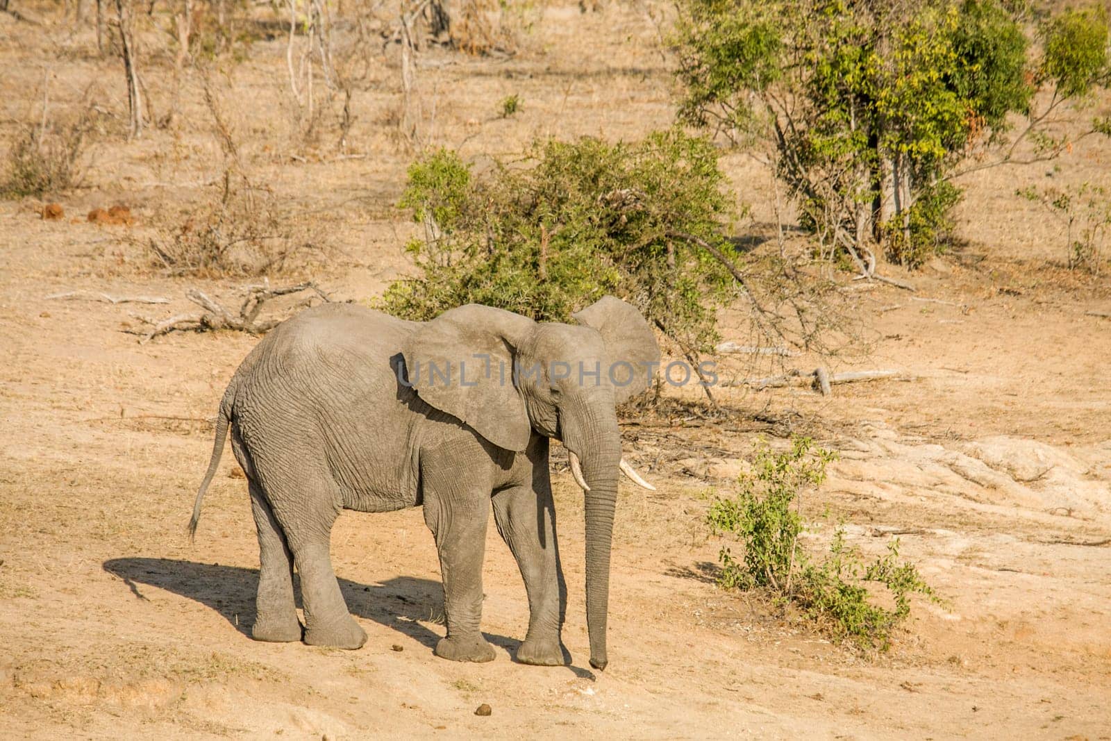 african bush elephant walking and drinking in the riverbank, Kruger Park, South Africa