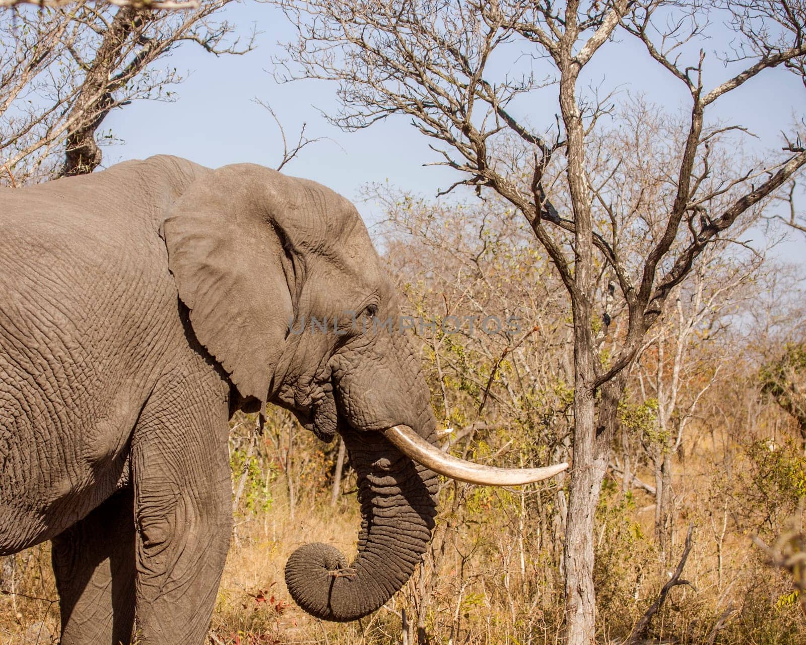side view of an african bush elephant with big tusk in Kruger park, South Africa