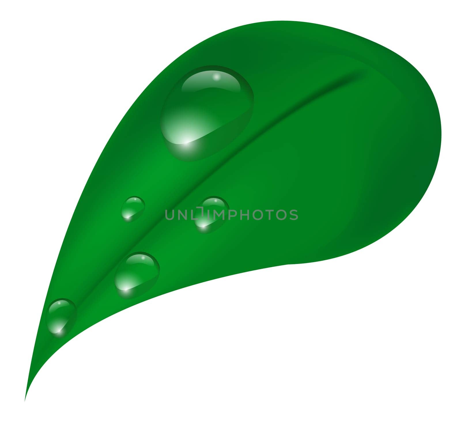 Vector illustration of a leaf and water drops on a white background