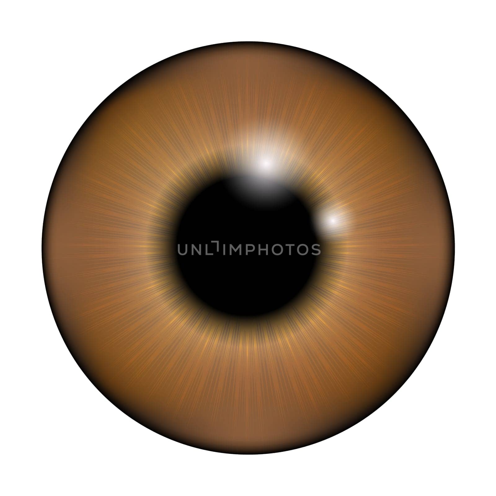 The pupil of the eye, eye ball. Realistic vector illustration isolated on white background.