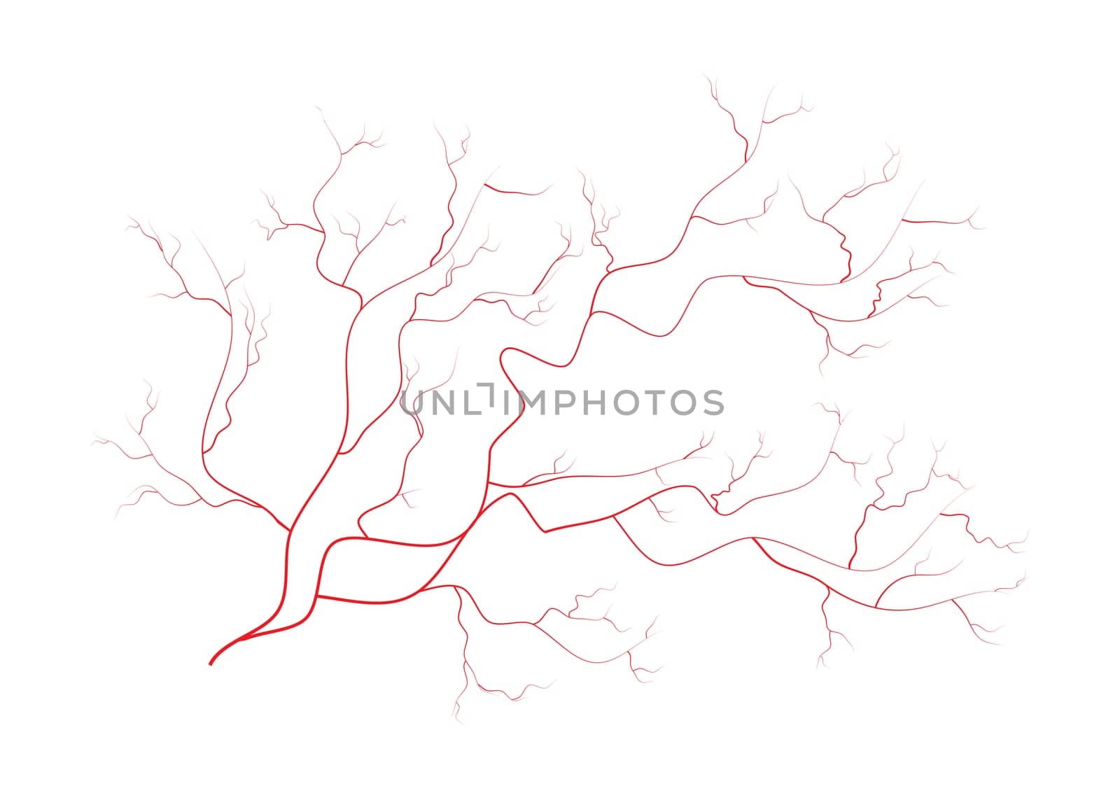 eye veins, human red blood vessels, blood system.  Vector illustration isolated on white background