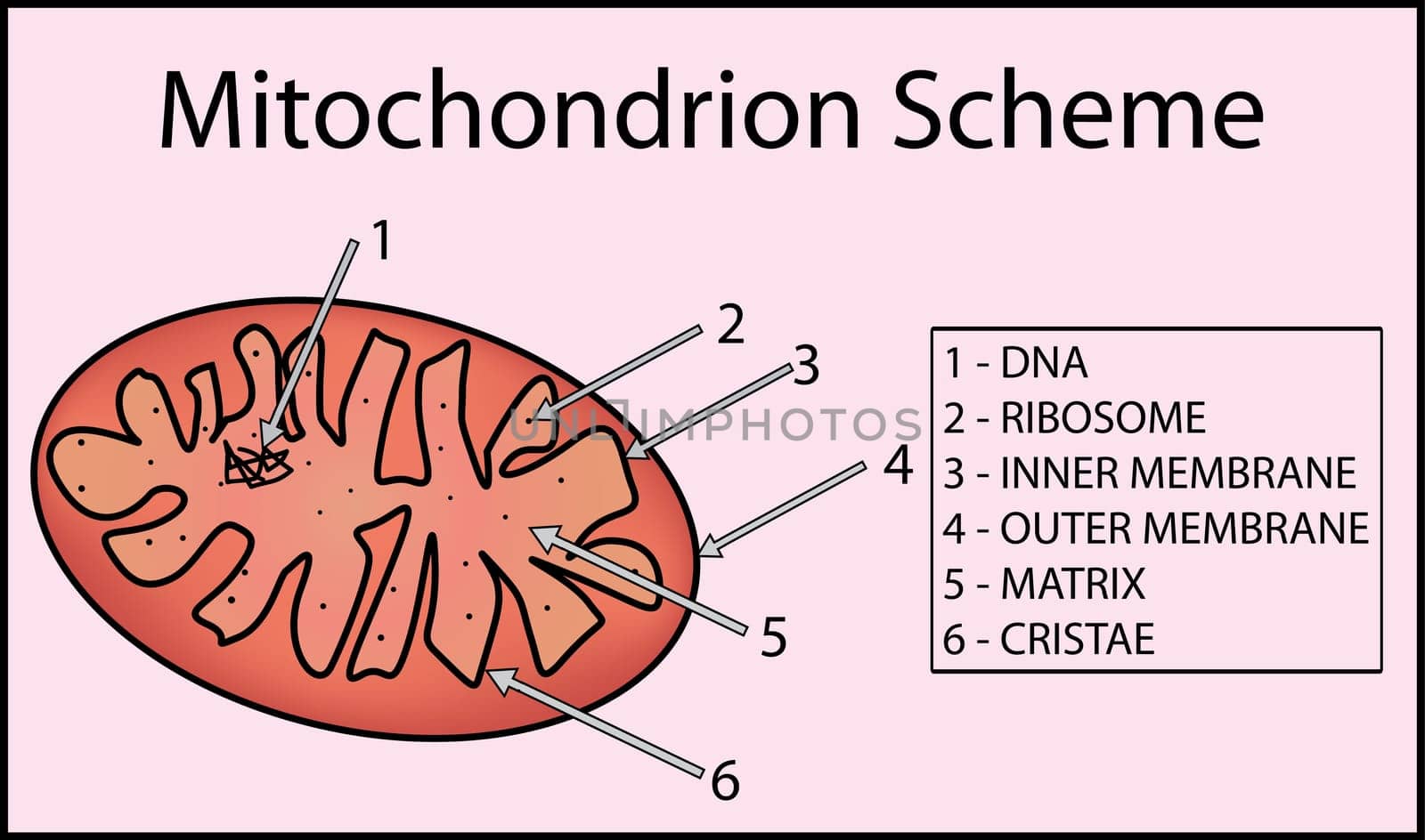 Structure mitochondrion organelle. anatomy of mitochondrion