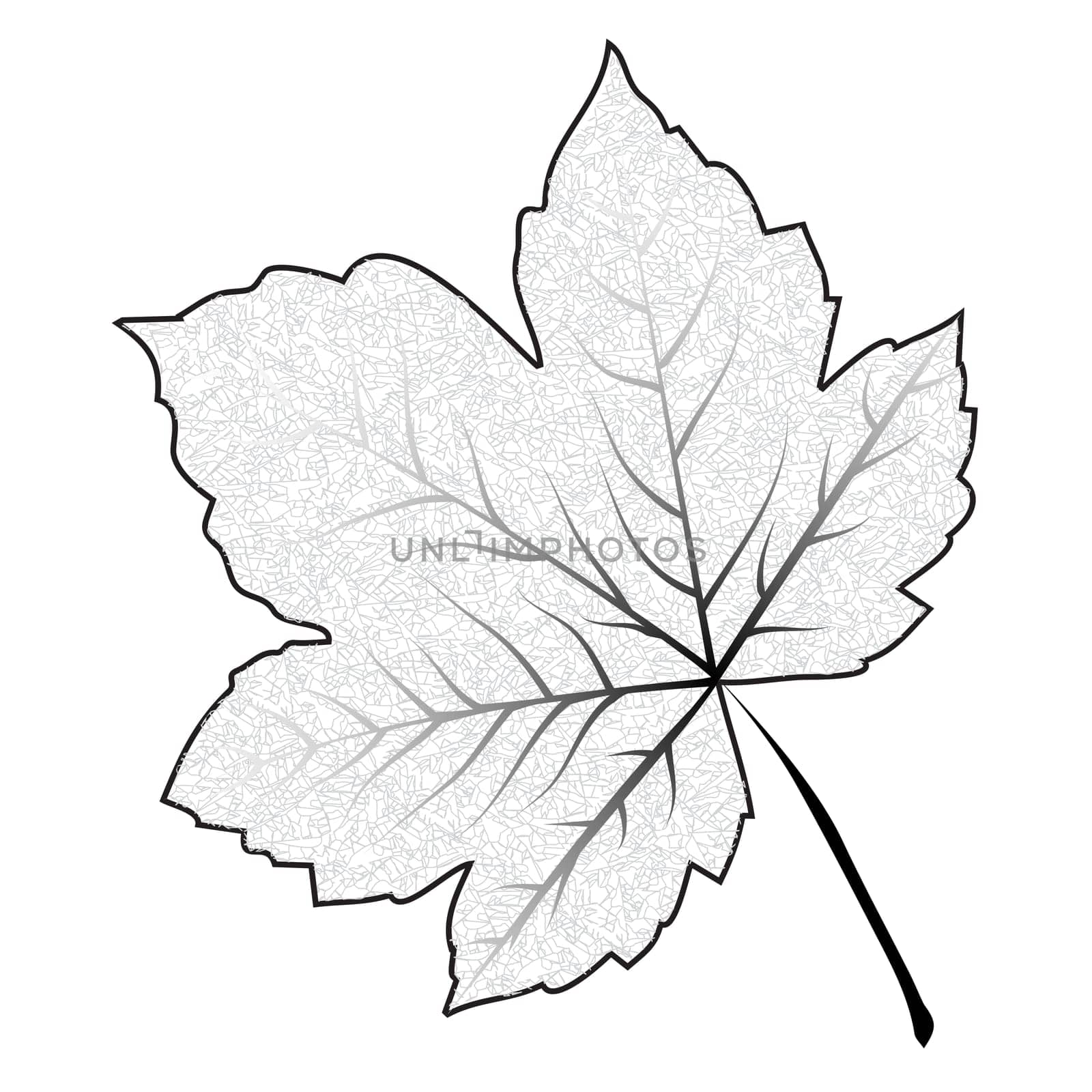 Image of outline maple leaf . Vector illustration isolated on white background.
