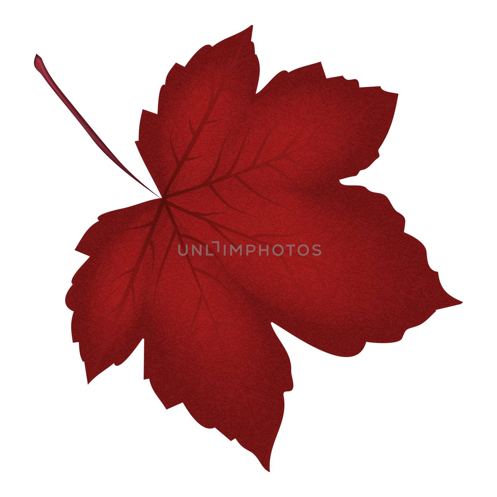 Image of realistic red maple leaf . Vector illustration isolated on white background.