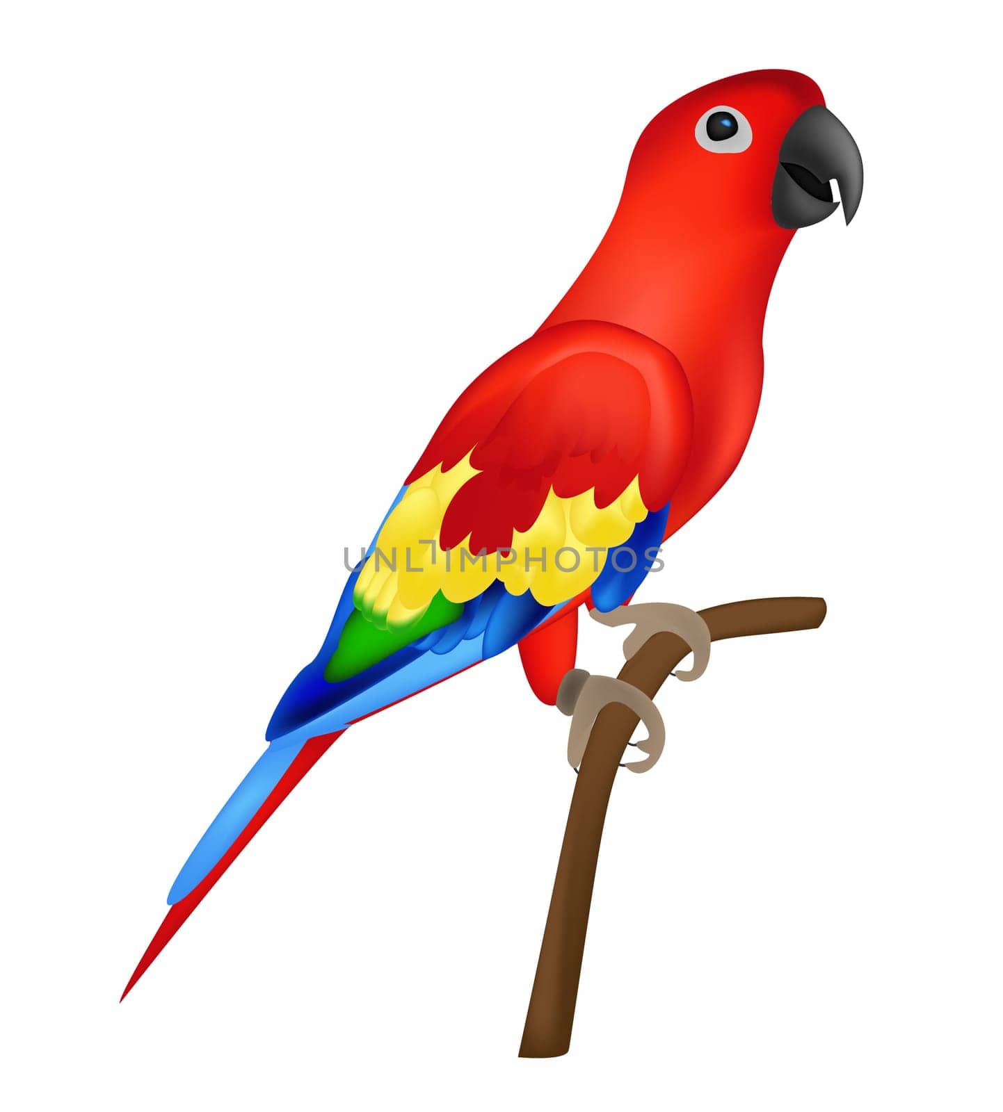 Beautiful colorful parrot isolated on white background- vector illustration