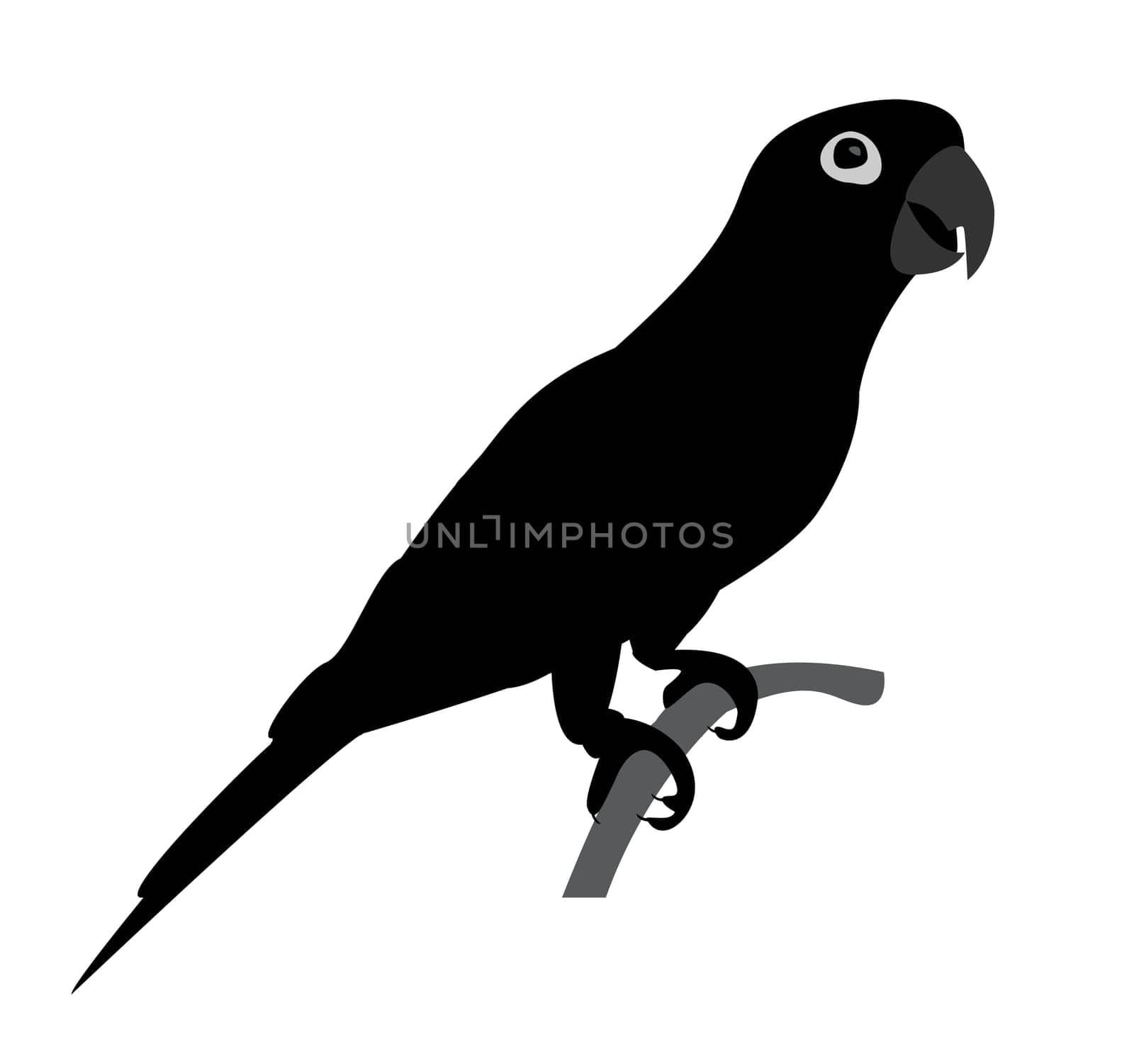 silhouette of beautiful parrot isolated on white background- vector illustration