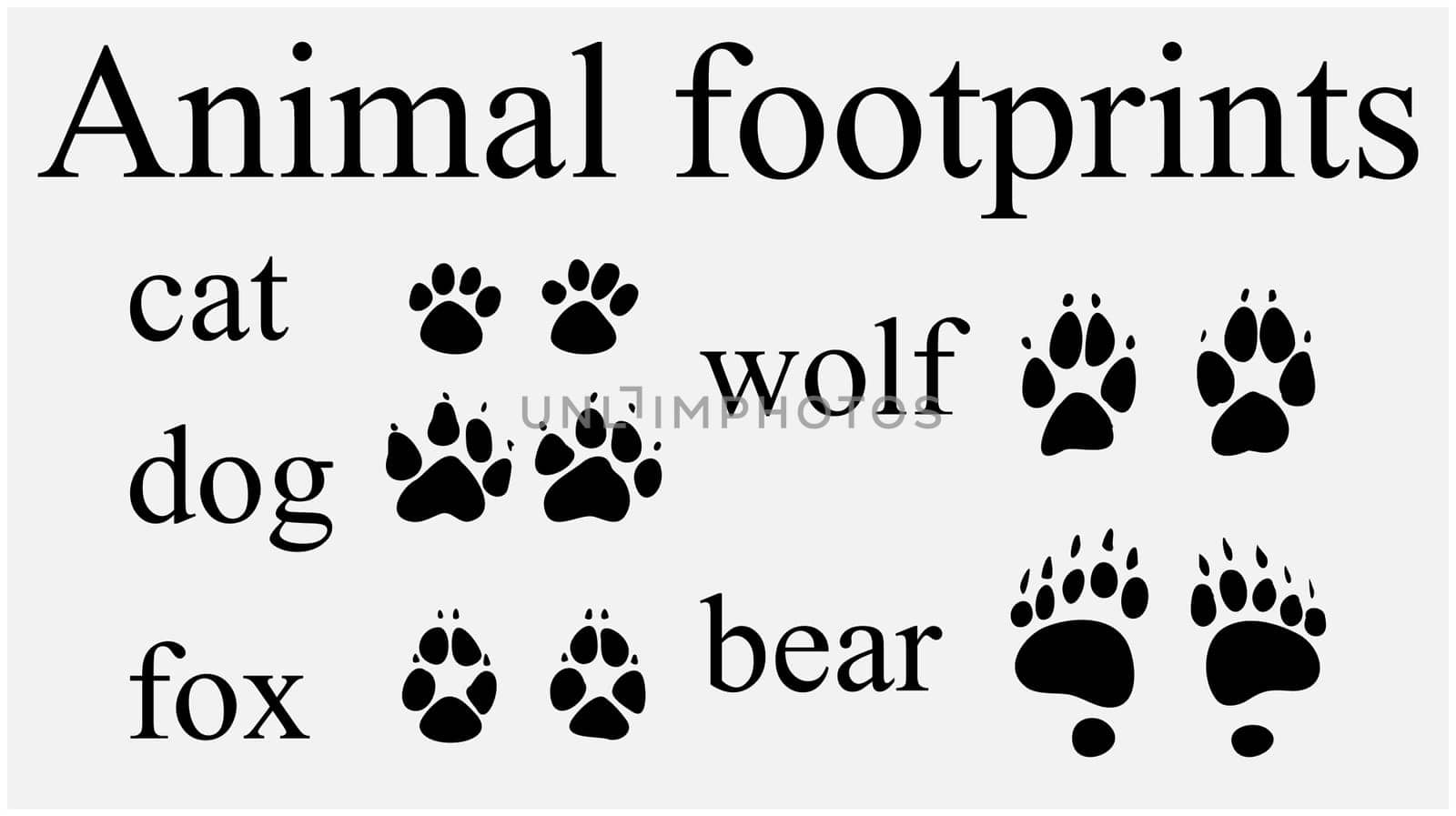Set of animal  trails, footprints with name isolated on white background. silhouettes vector illustration