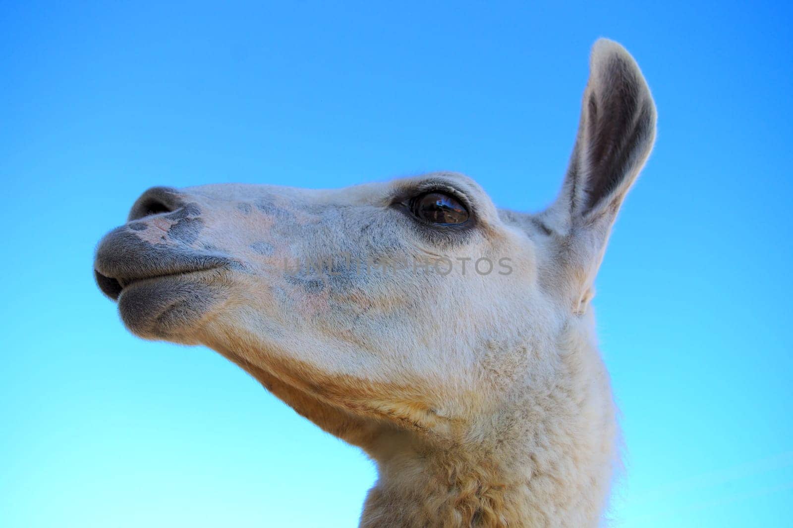 alpaca portrait on blue sky agriculture mammal wool fur