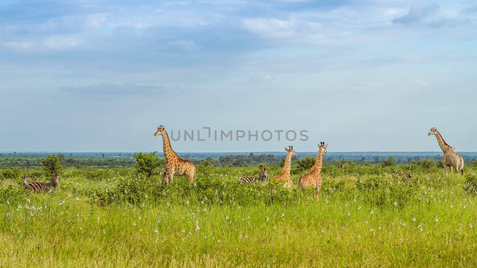 herd of wild giraffes and zebras crossing the road in Kruger Park, South Africa