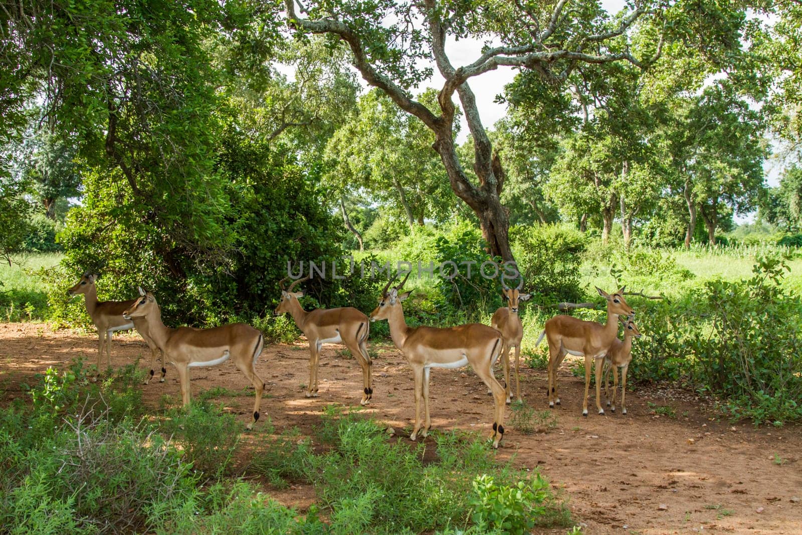 a herd of impalas in a green savannah, Kruger national park, South Africa