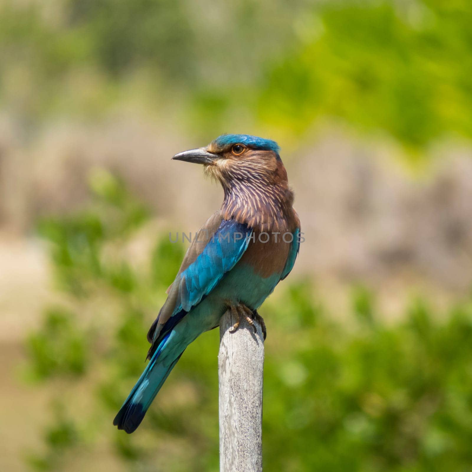 Coracias benghalensis, indian roller on a branch in a blurry background in Kalpitiya, Sri Lanka