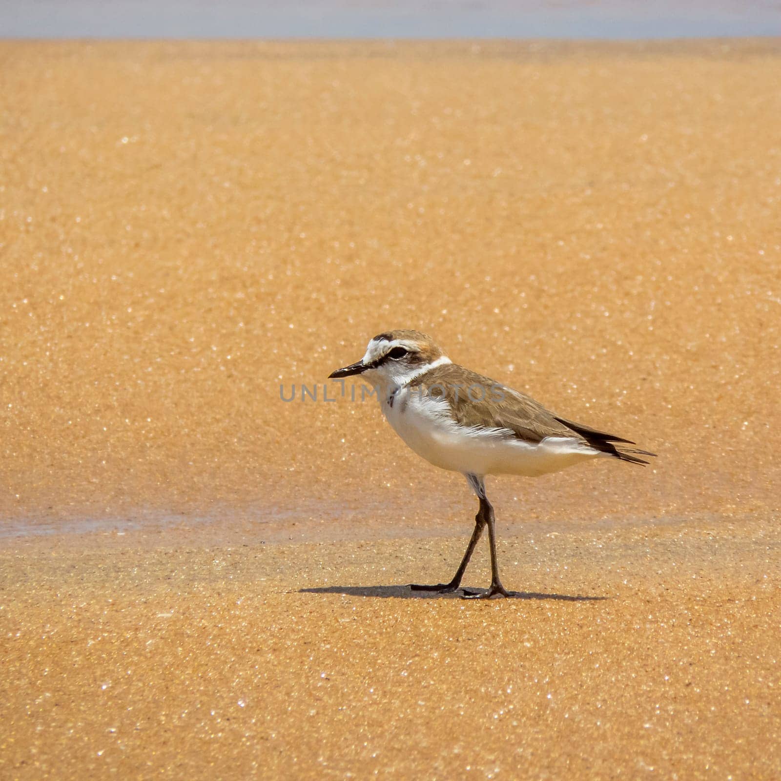 Kentish Plover (Charadrius Alexandrinus ) On The Beach In Arugam Bay