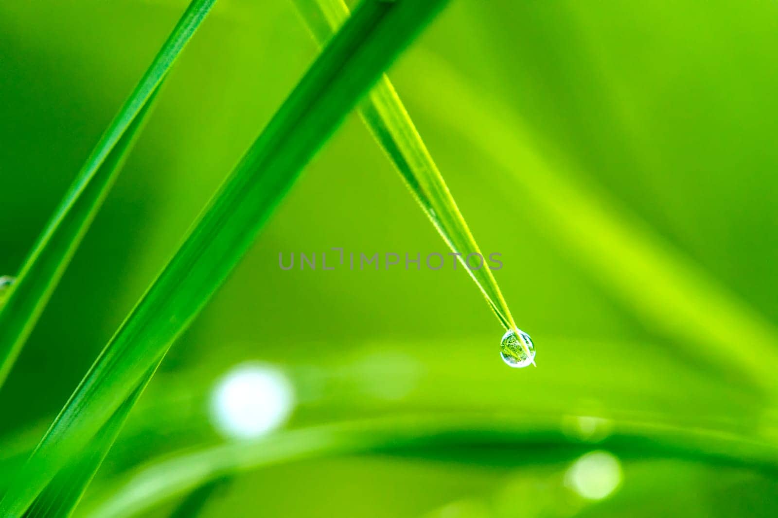 Dew drops on blade of grass