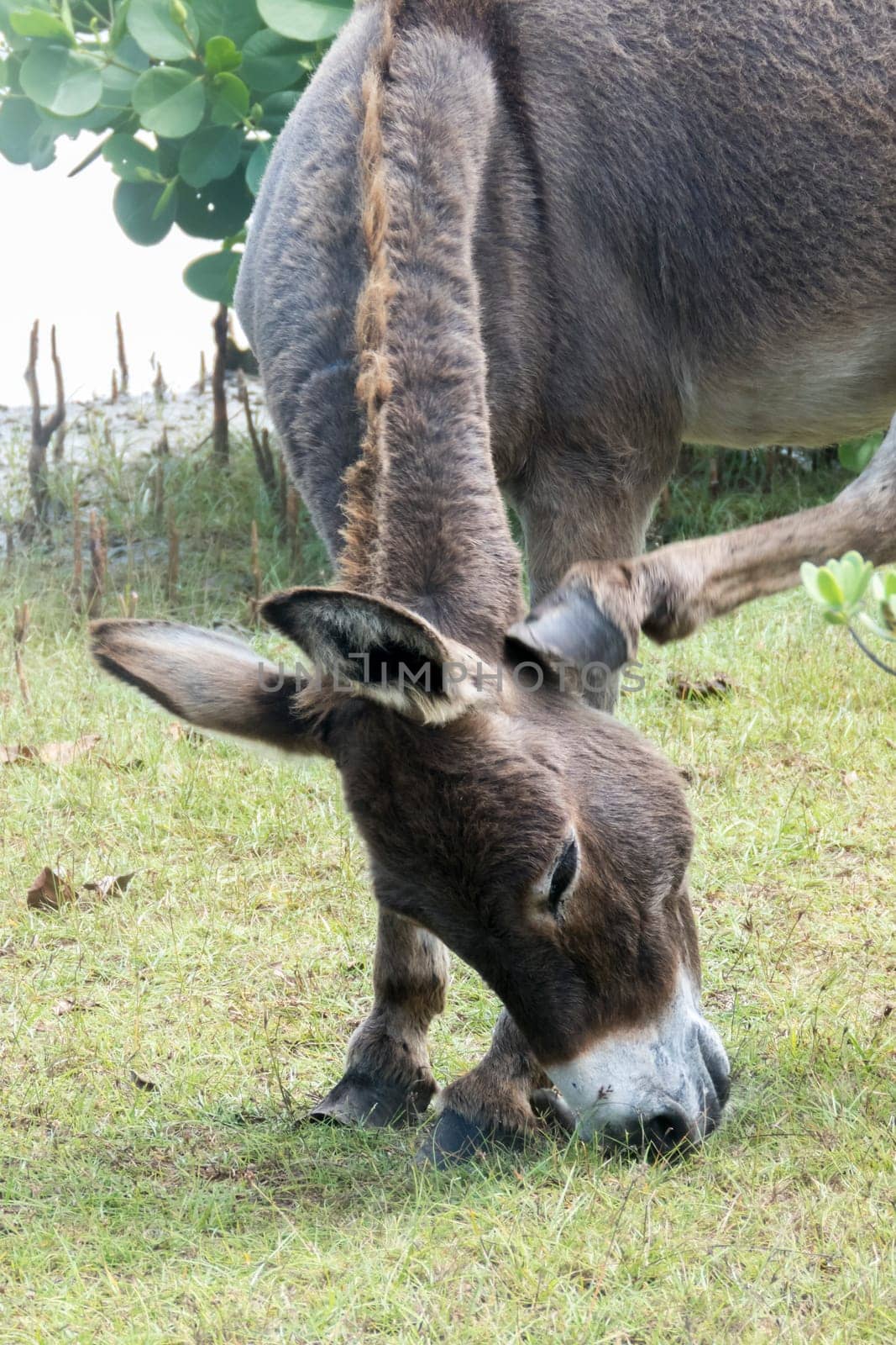 Wild Donkey On The Beach In Kalpitiya, Sri Lanka