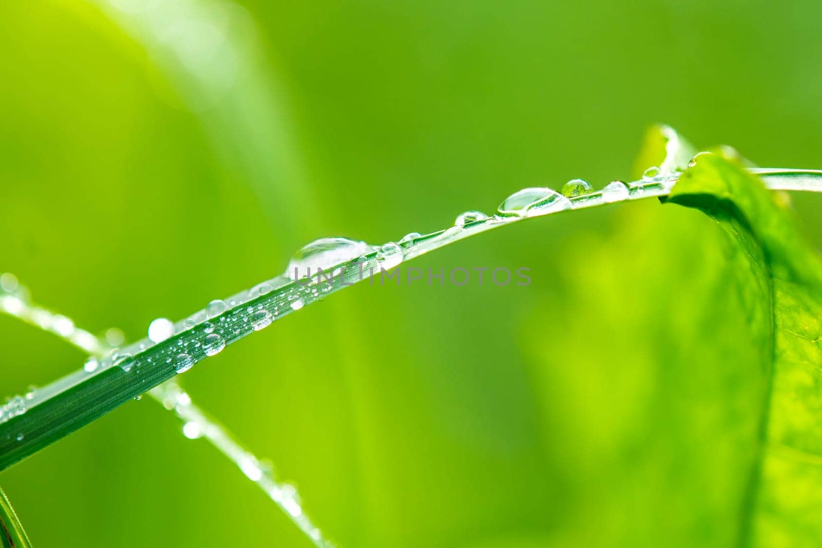 Dew drops on blade of grass