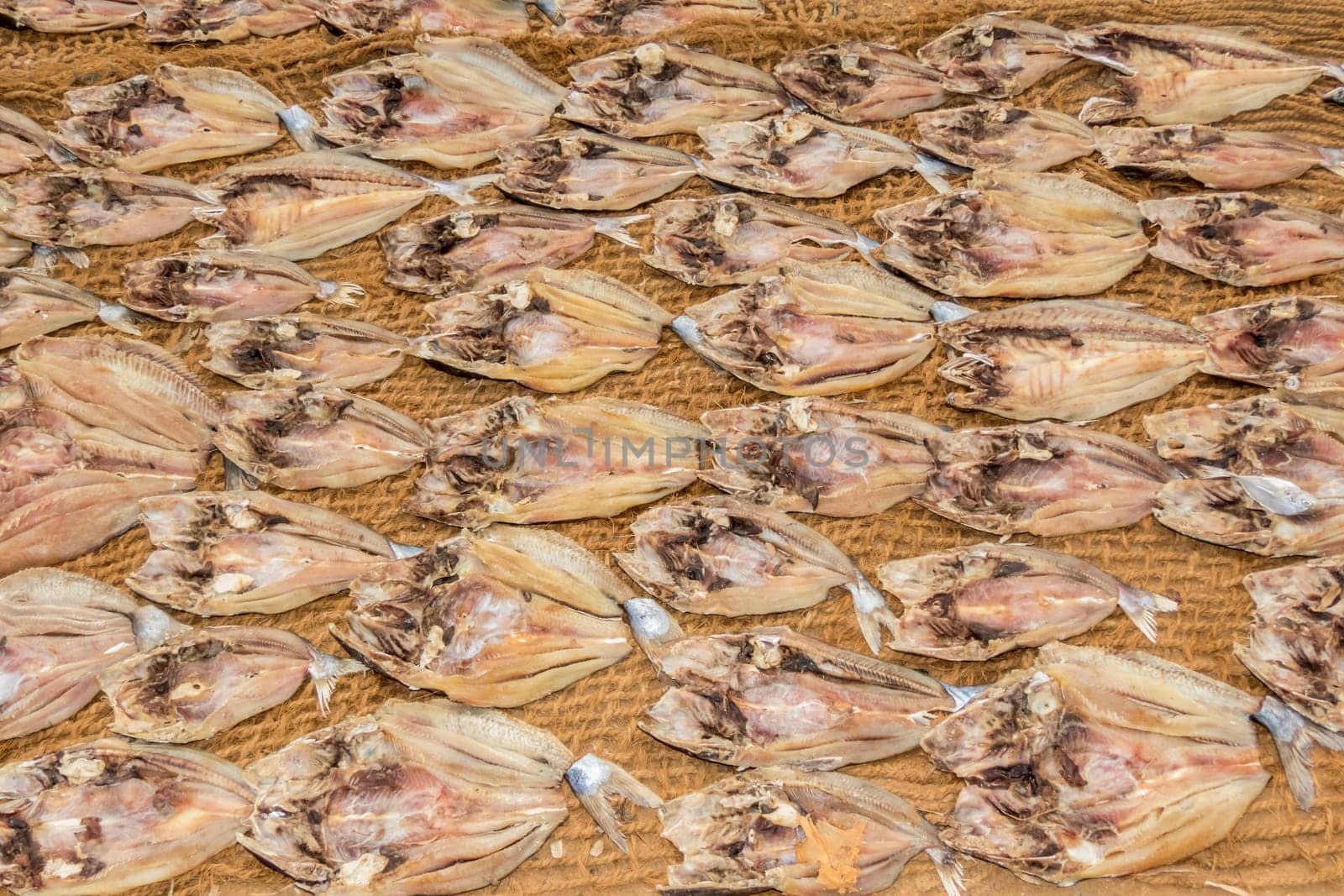 dead fishes drying under the sun in Sri Lanka