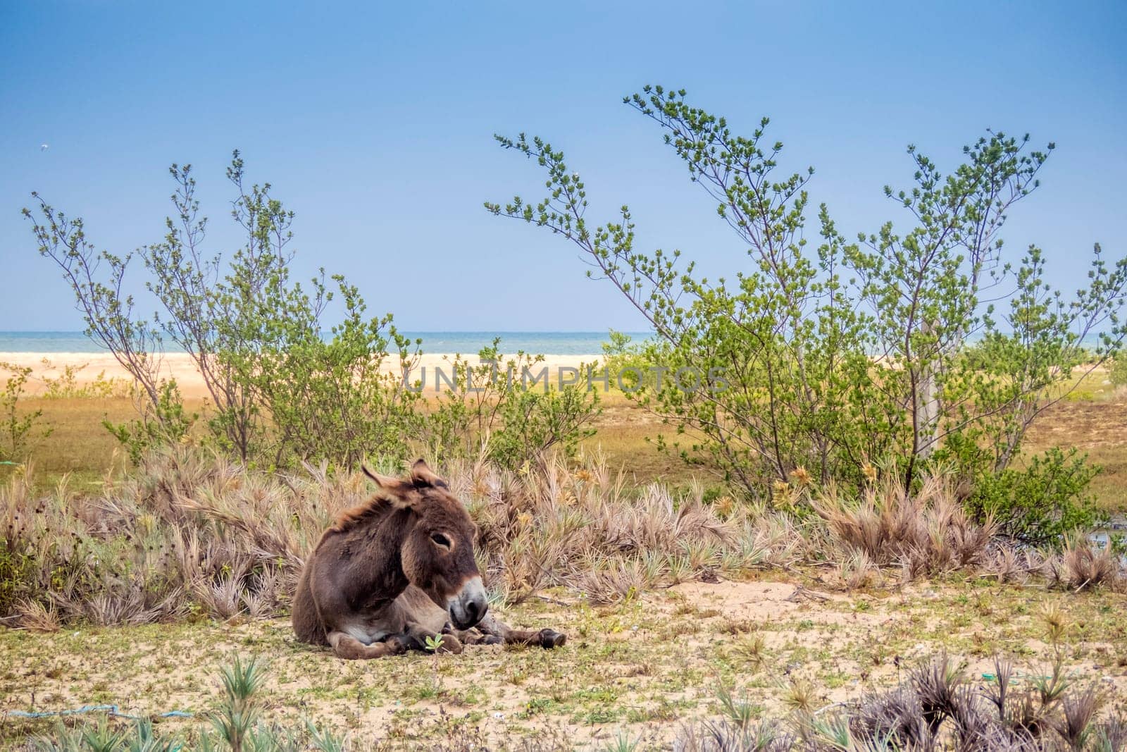 Wild Donkey On The Beach In Kalpitiya, Sri Lanka