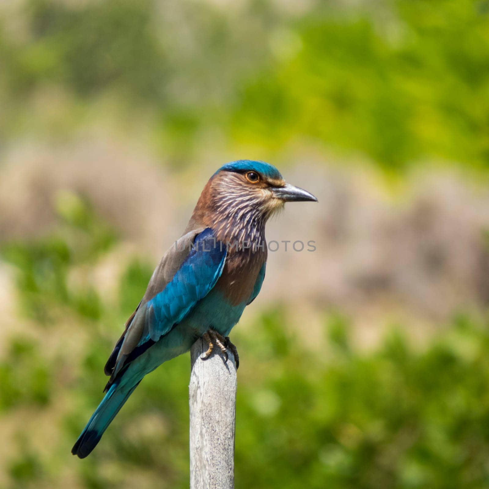 Coracias benghalensis, indian roller on a branch in a blurry background in Kalpitiya, Sri Lanka