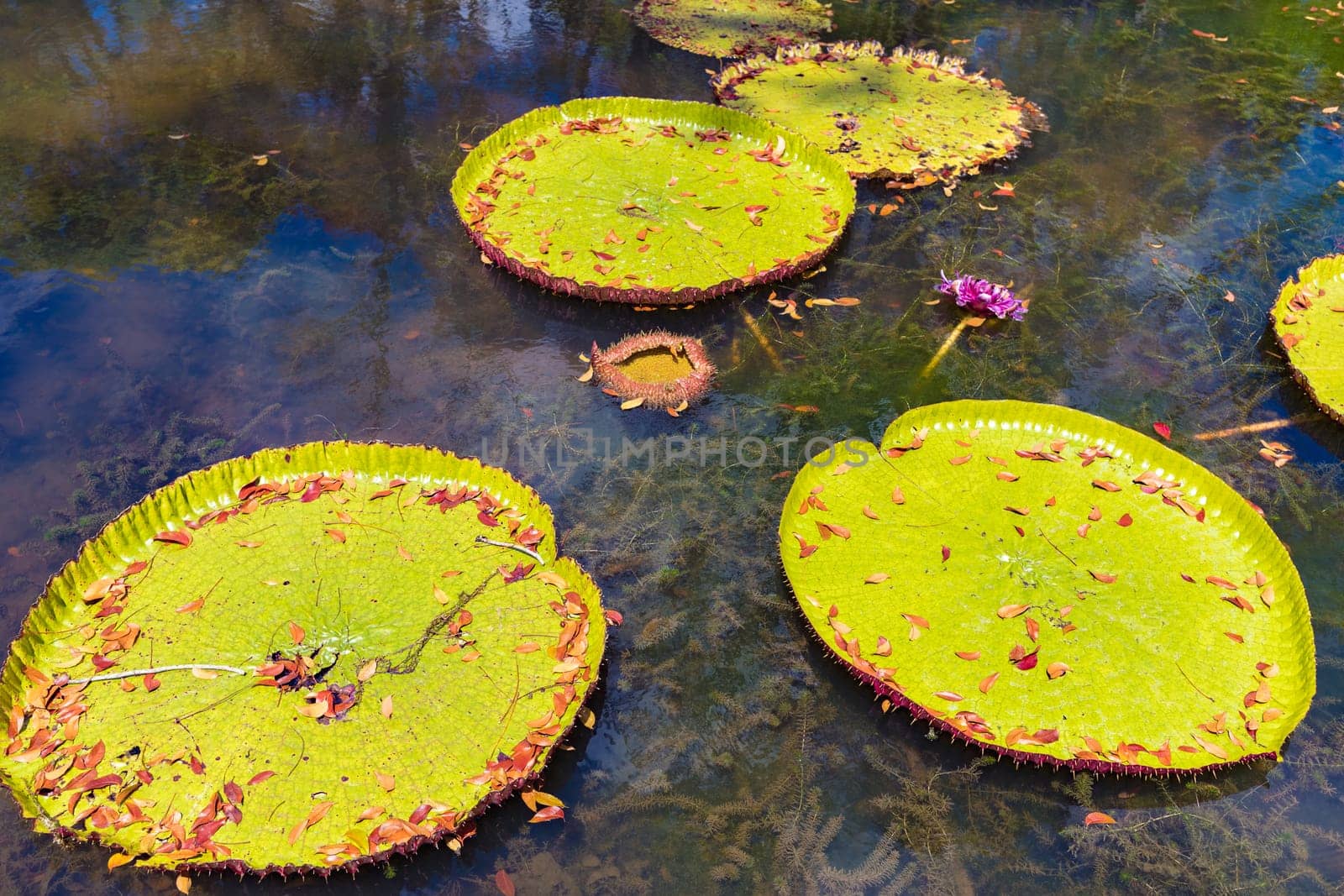 Giant Waterlilies in Mauritius Botanical gardens