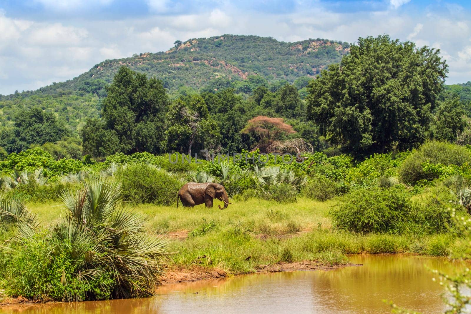 an african bush elephant is grazing in a green savannah in Kruger national park, South Africa