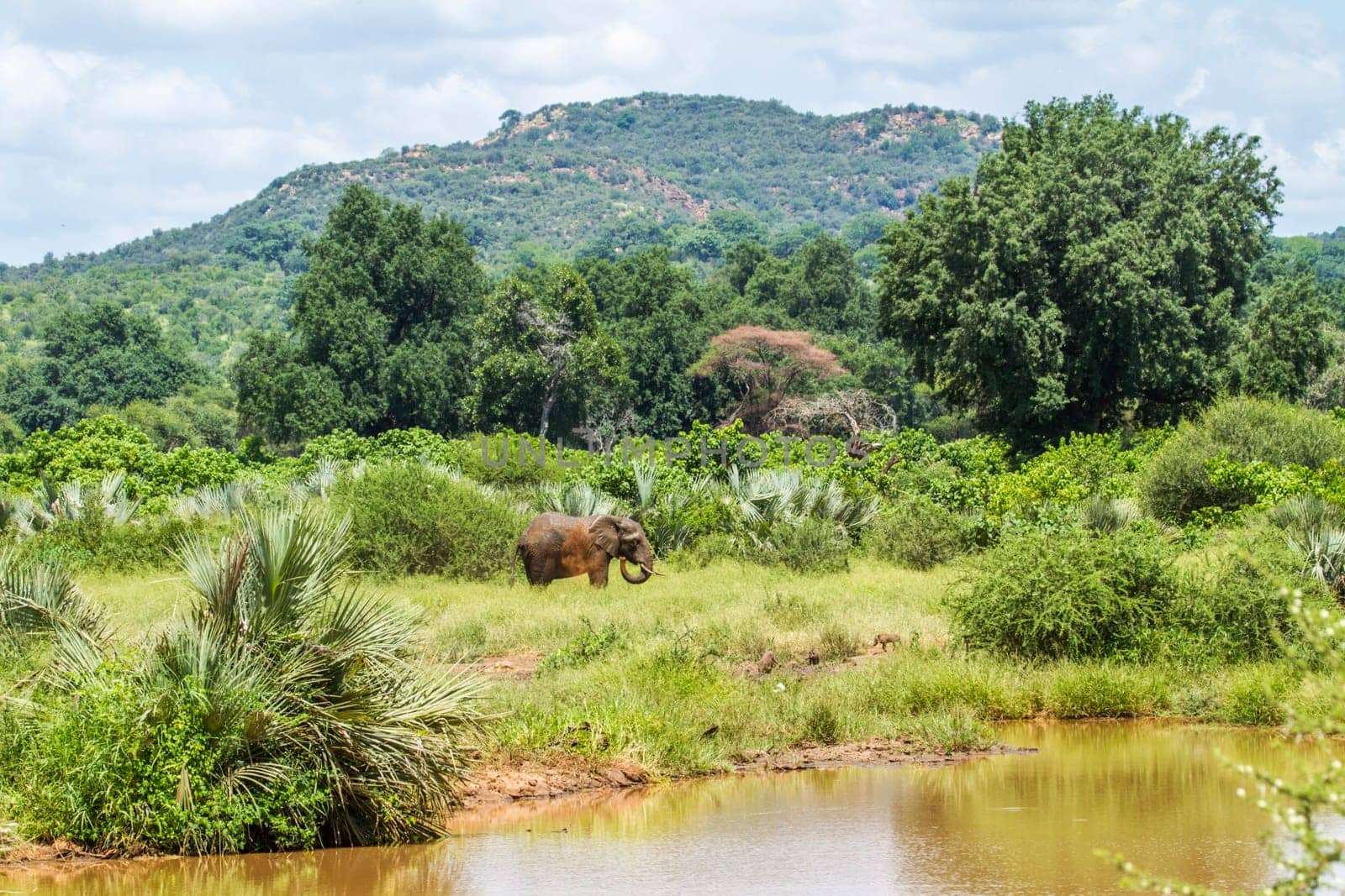 an african bush elephant is grazing in a green savannah in Kruger national park, South Africa