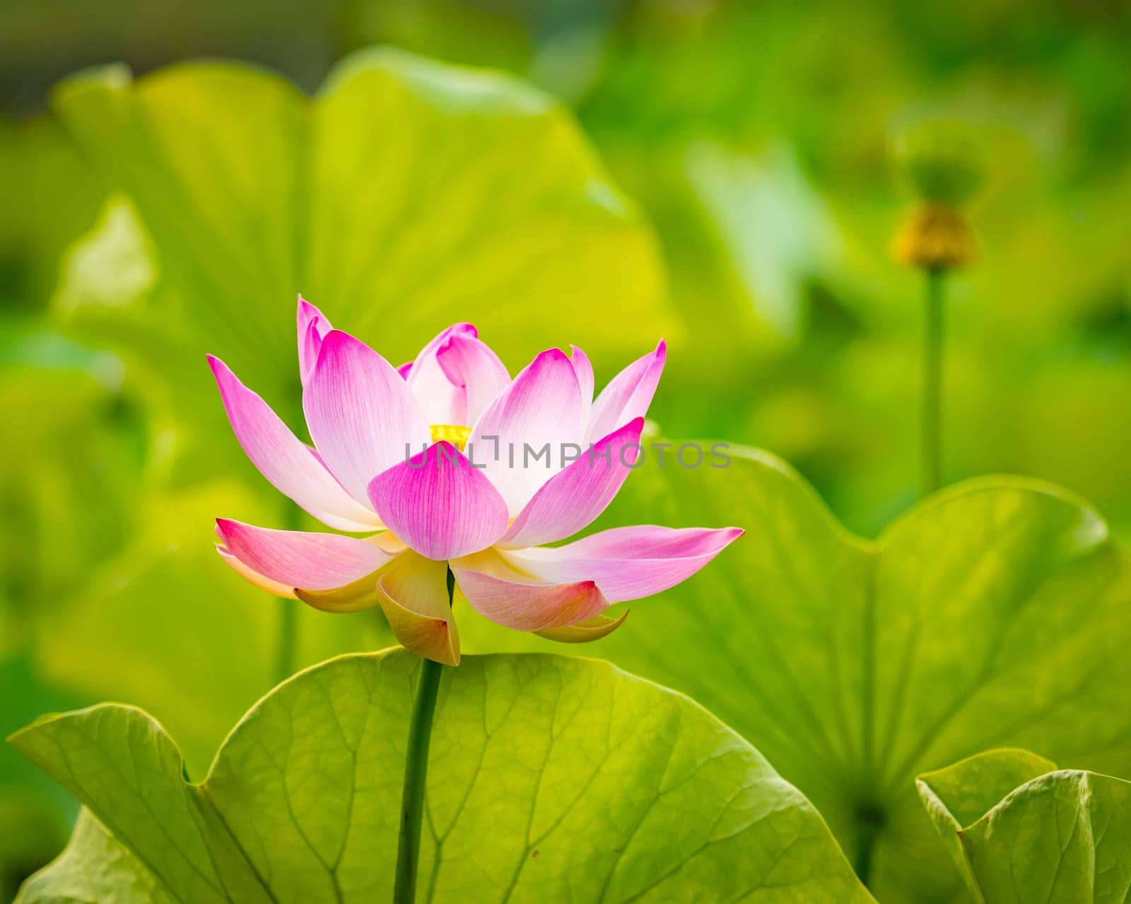 Closeup photo of the lotus flower
