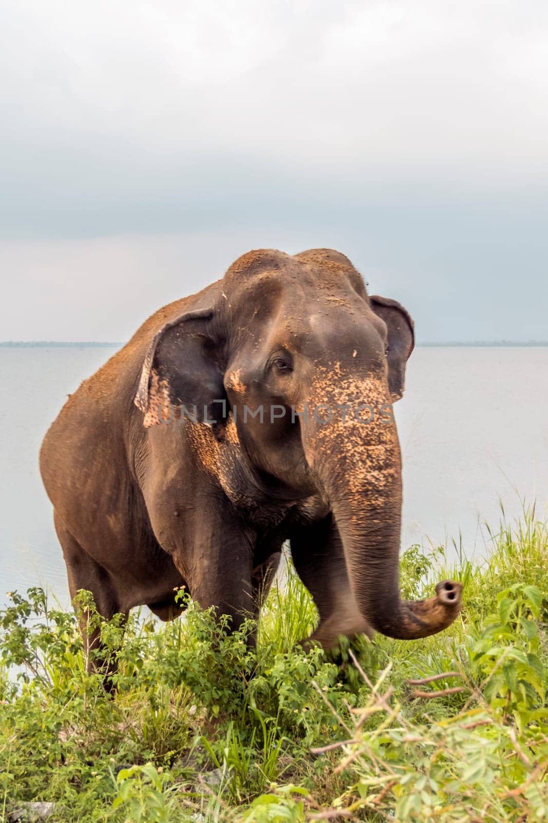Sri Lankan wild elephant, elephas maximus maximus