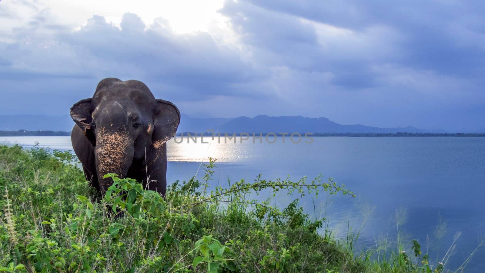 elephas maximus maximus, elephant in Sri Lanka, Udawale reserve