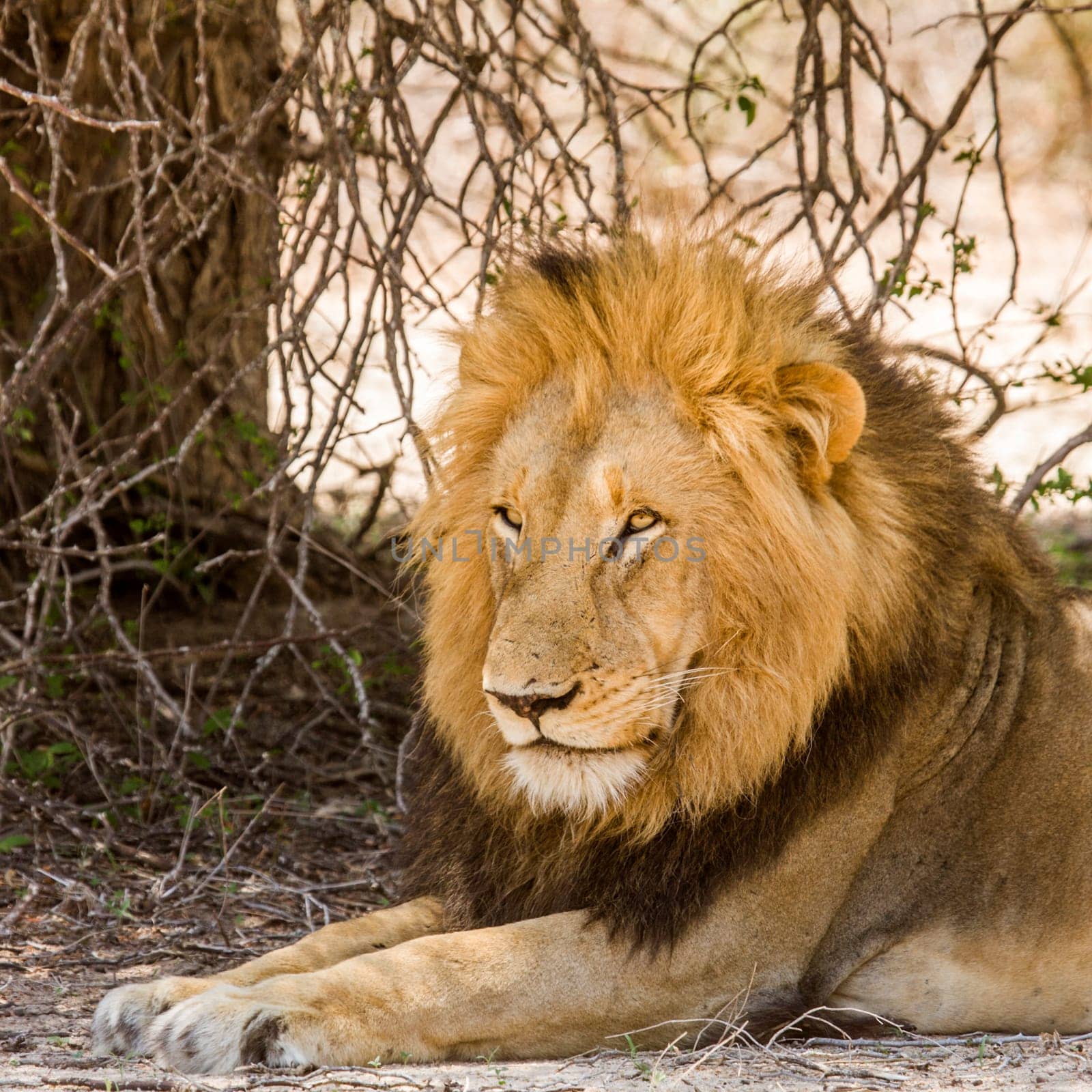 portrait of a wild male lion resting in the bush in Kruger park, South Africa