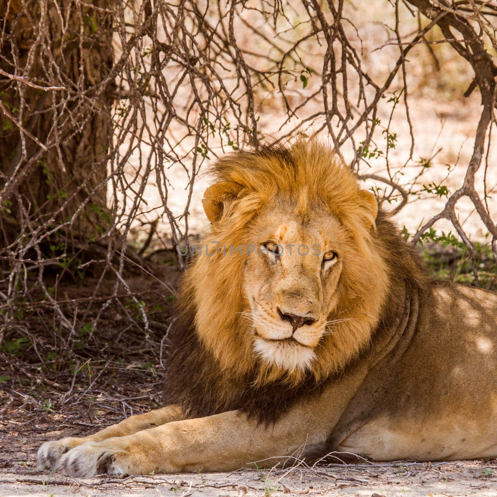 portrait of a wild male lion resting in the bush in Kruger park, South Africa