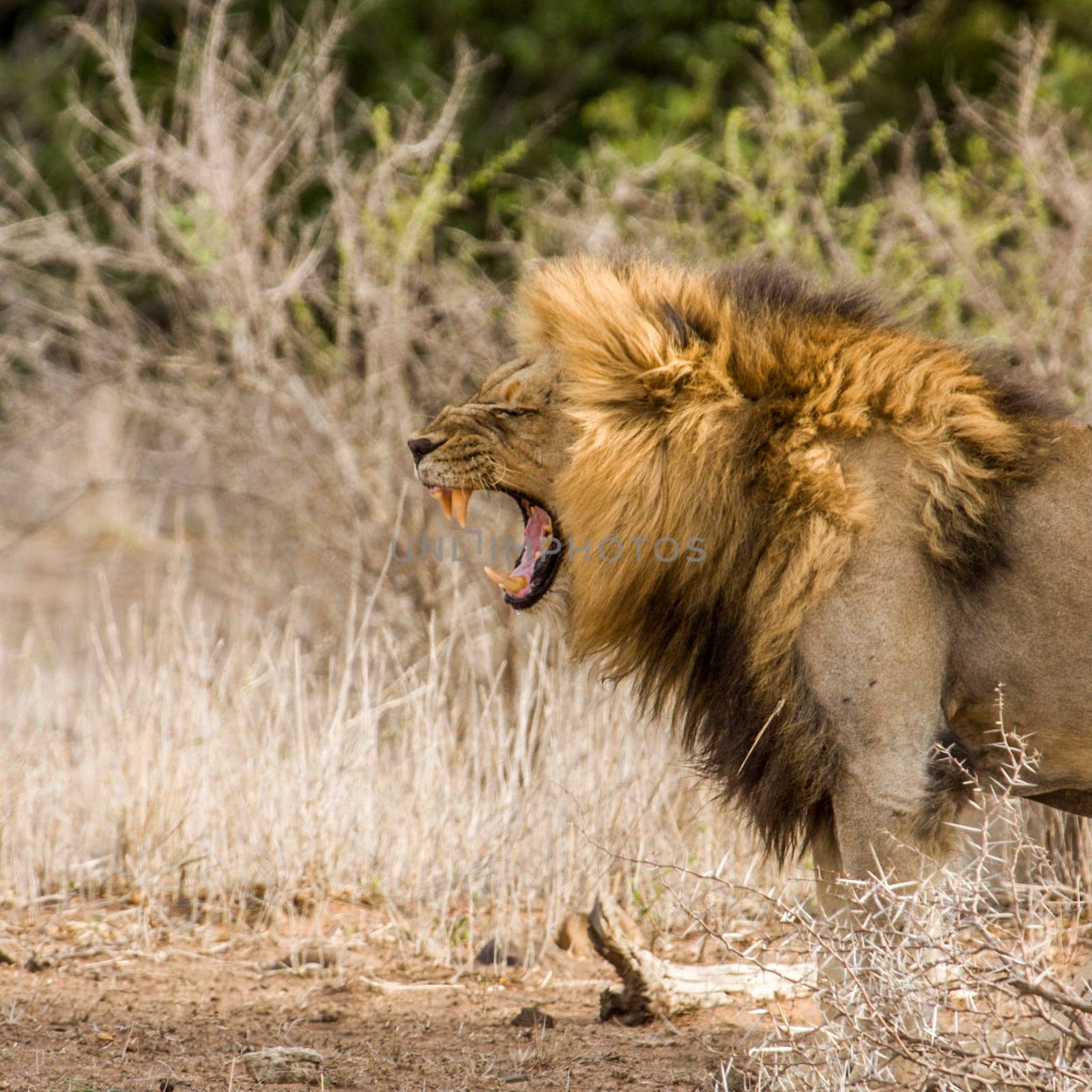 portrait of a wild male lion resting in the bush, in Kruger park, South Africa