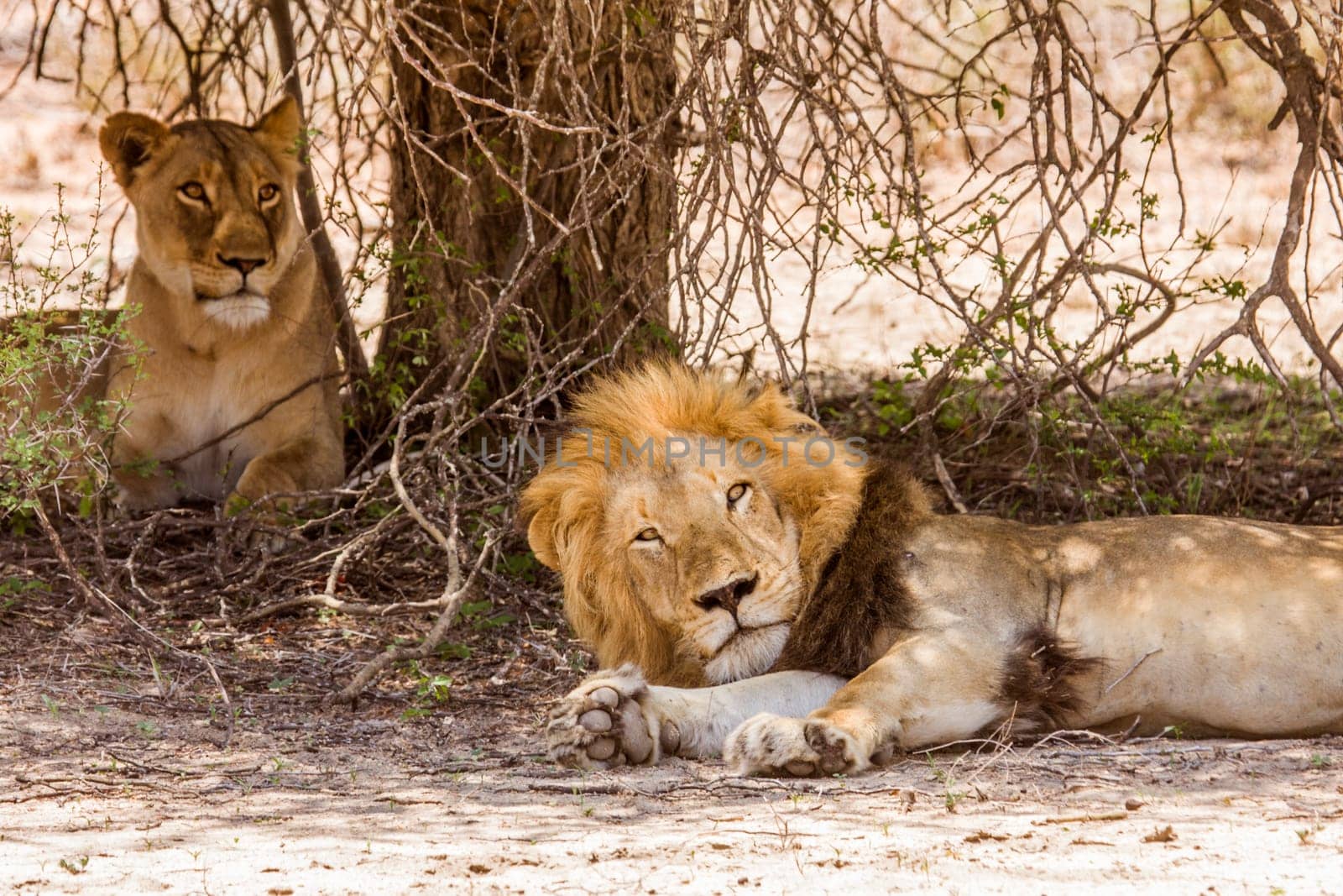 portrait of a wild male lion resting in the bush, in Kruger park, South Africa