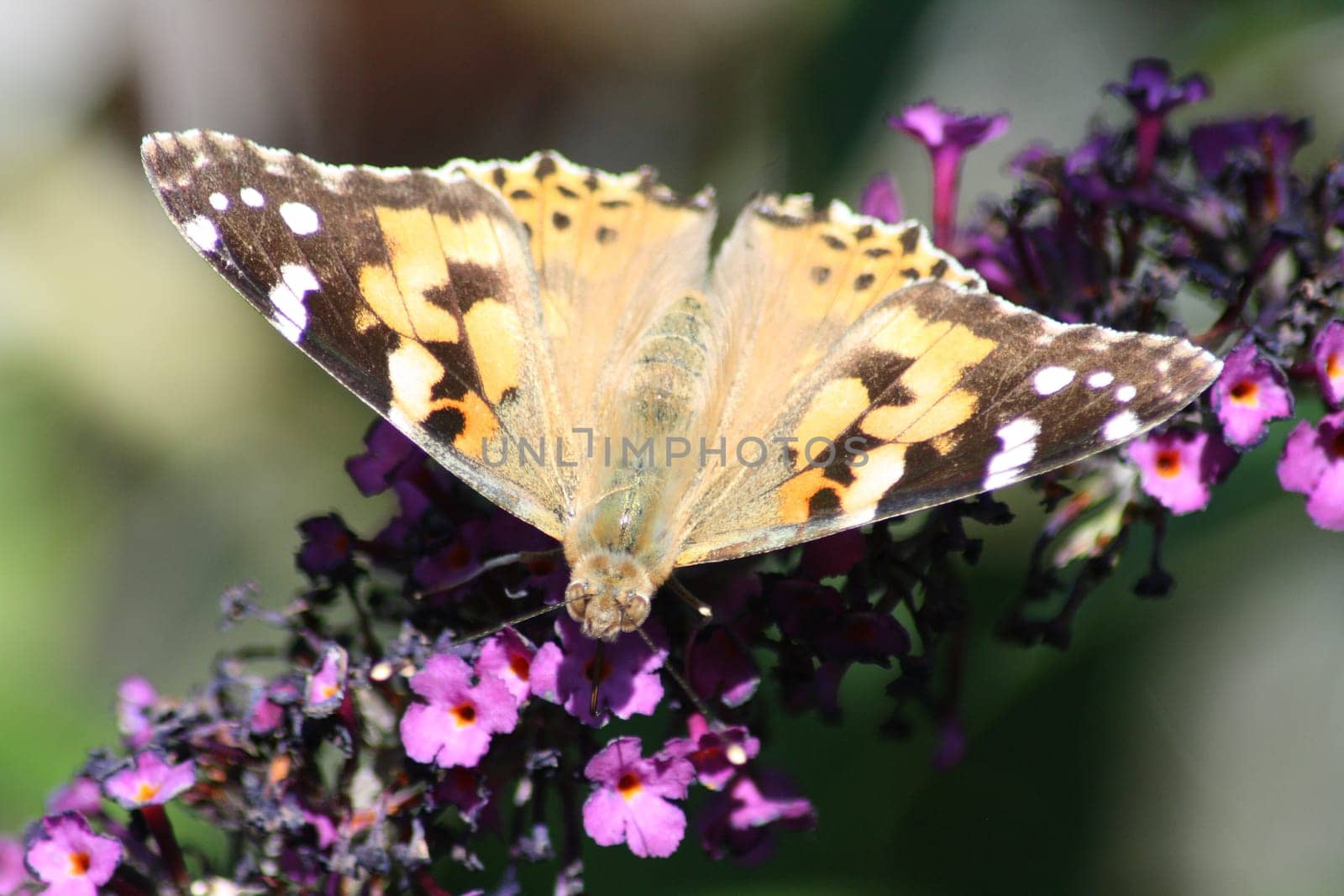 Diestelfalter (Vanessa cardui)