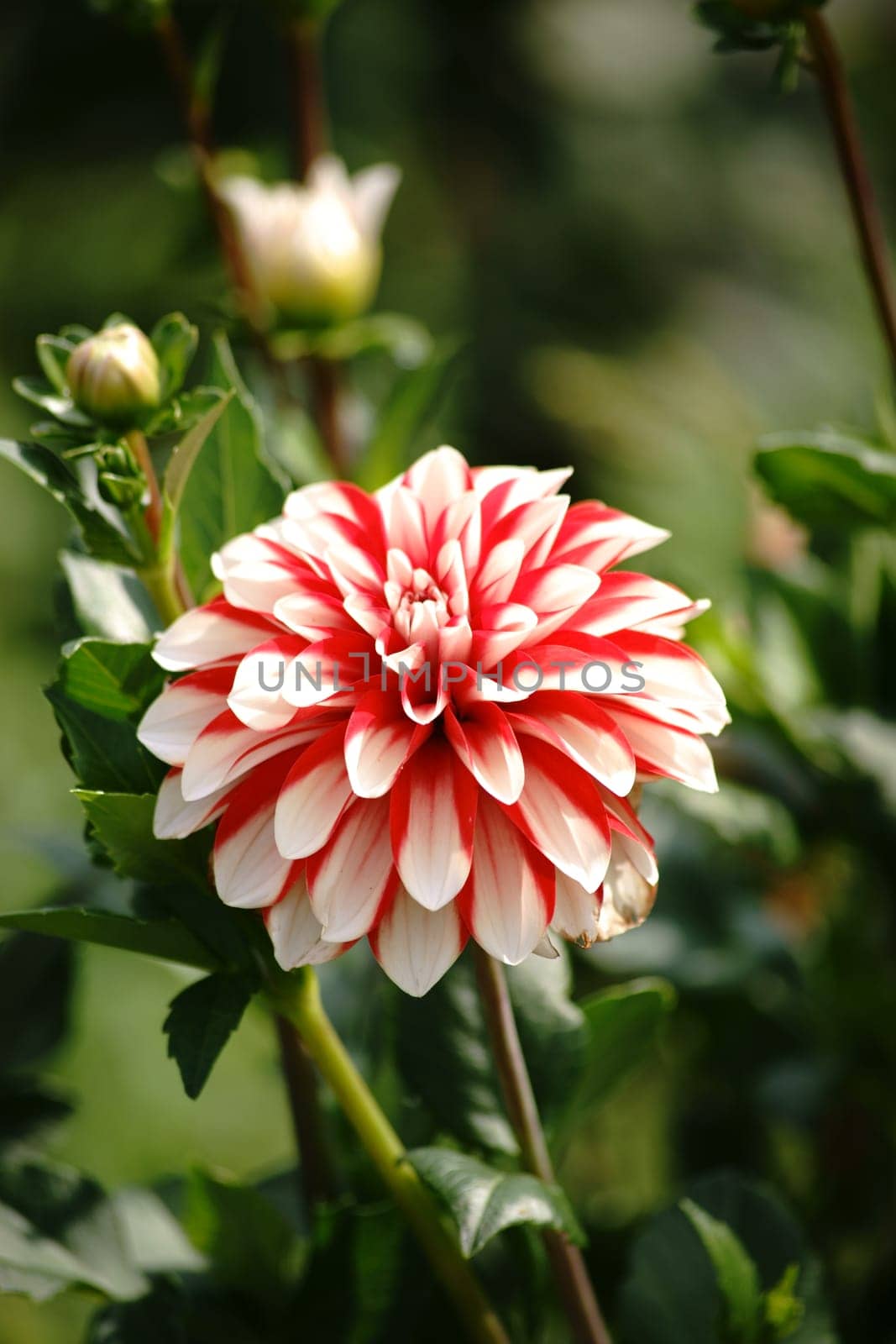 The portrait of a red dahlia with many small petals and white center.