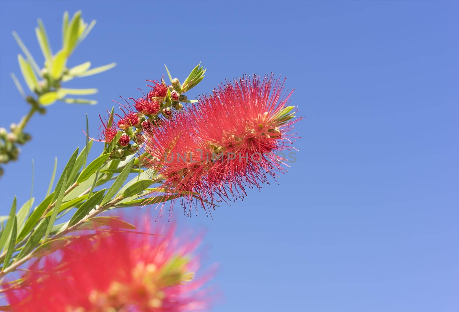 Vivid colors of Australian Callistemon red bottlebrush flowers and flower buds against clear blue sky on a bright sunny Spring day