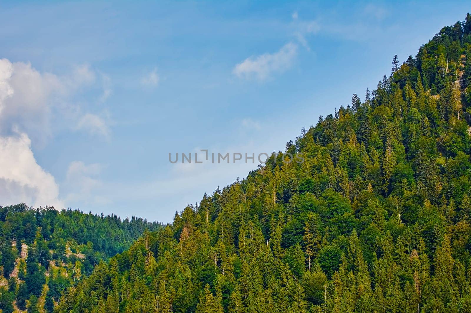 Fir Forest on the Slope of a Hill