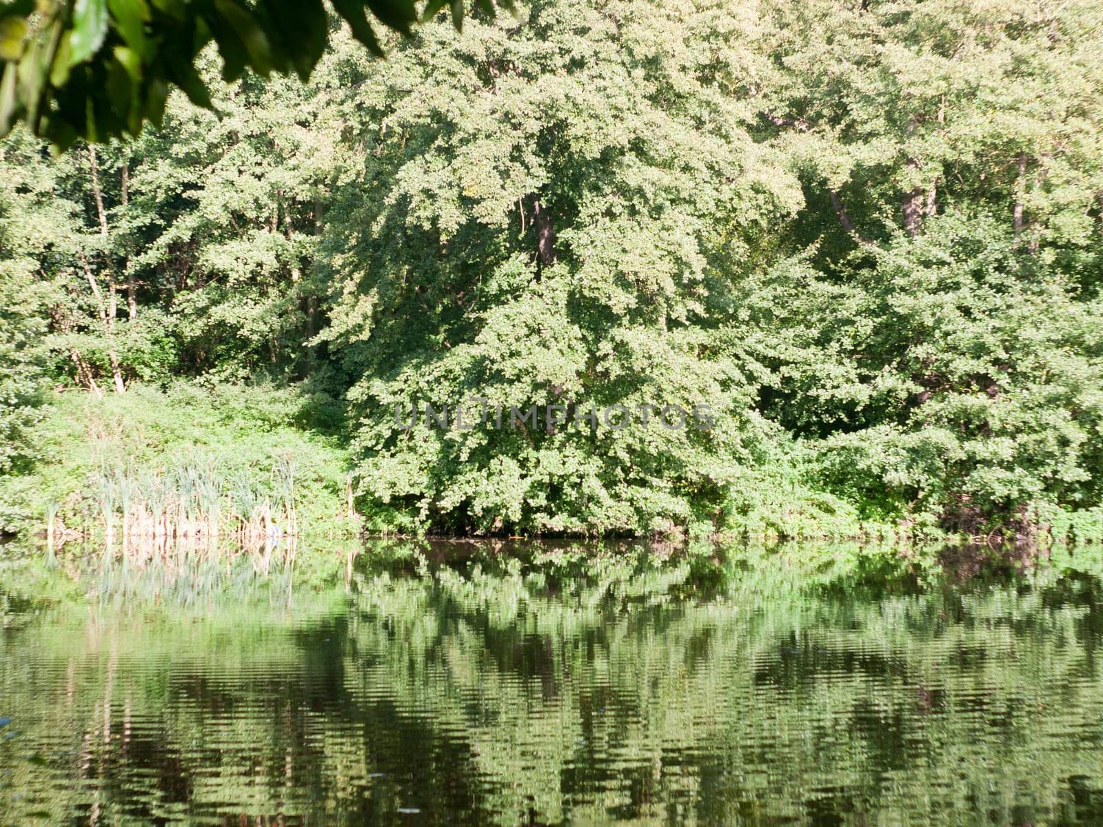 summer lake scene with perfect green trees reflected in water