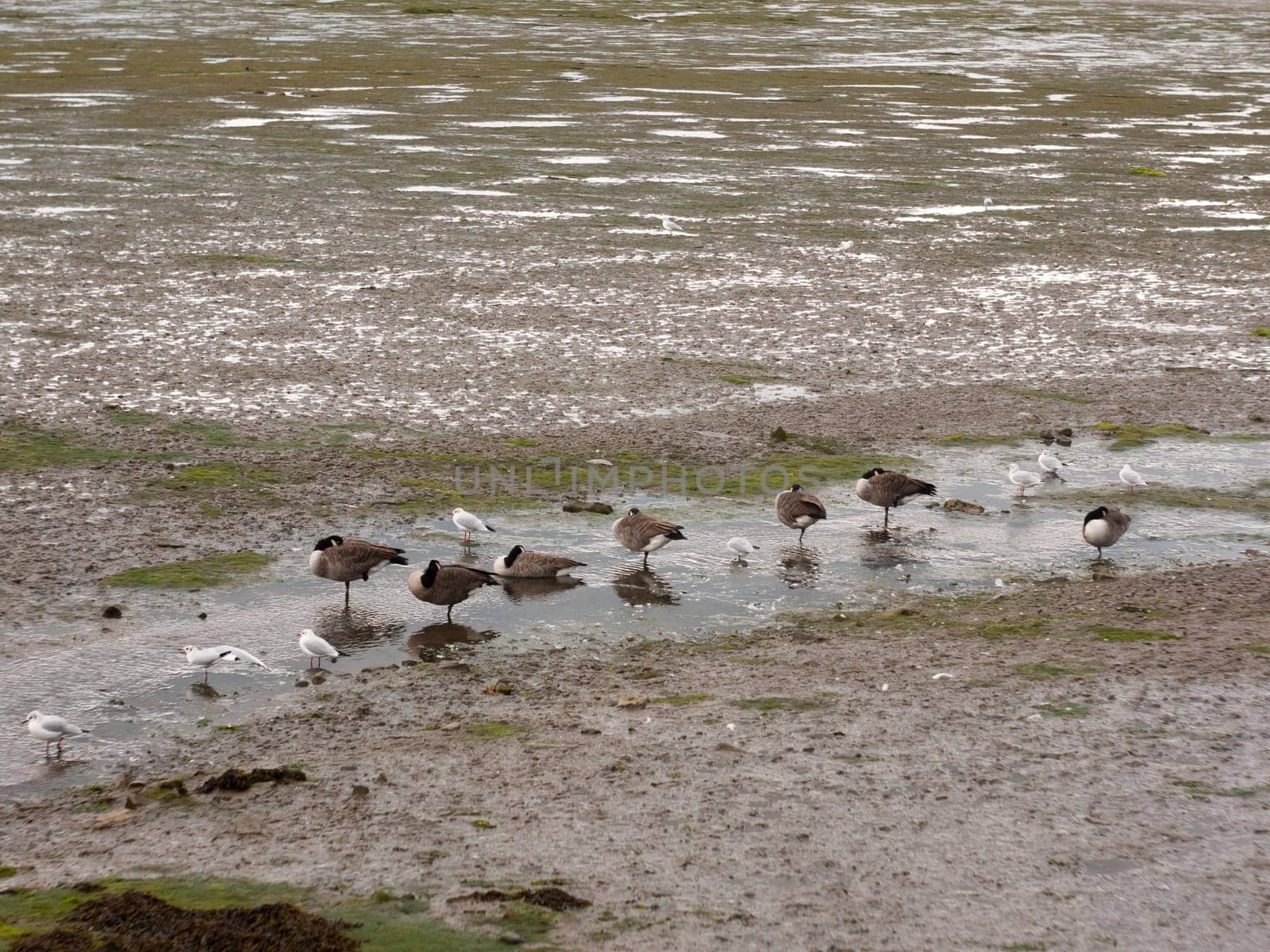 scene of canadian geese standing stationary in a line in a small stream of estuary