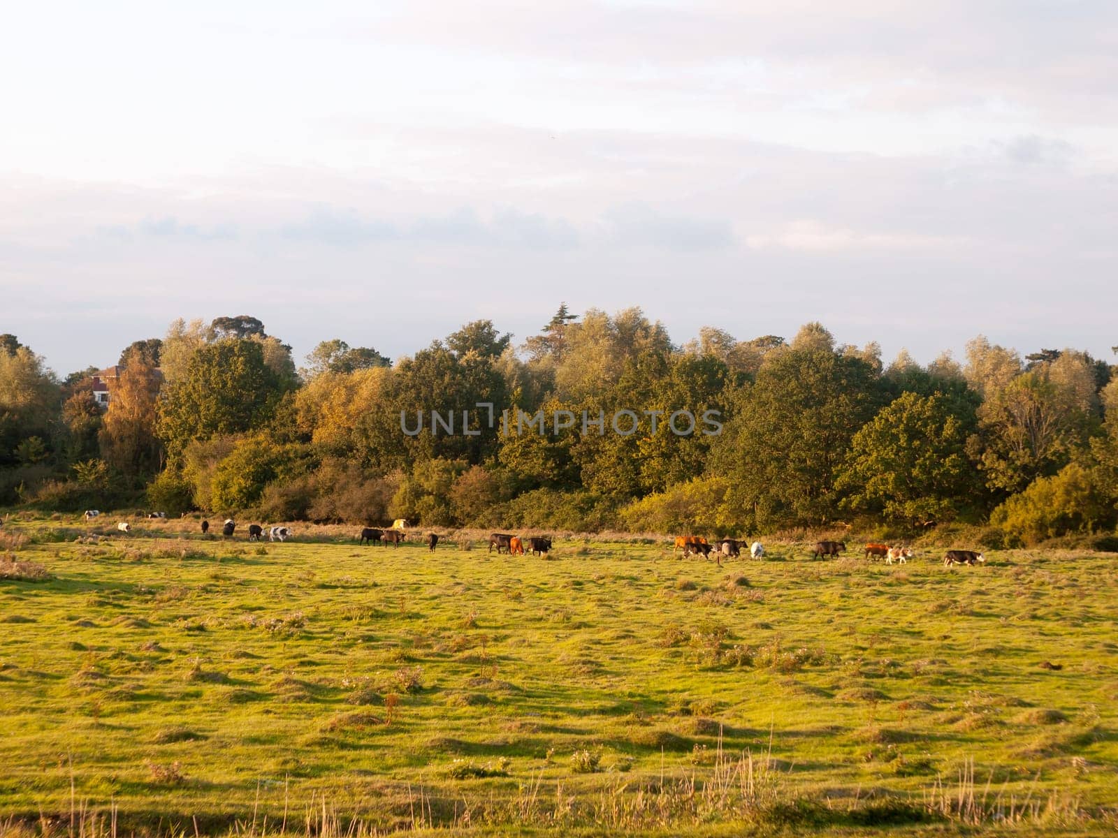 beautiful sunset lit green country land scene with trees and with farm dairy cows steers grazing in distance  England  Essex