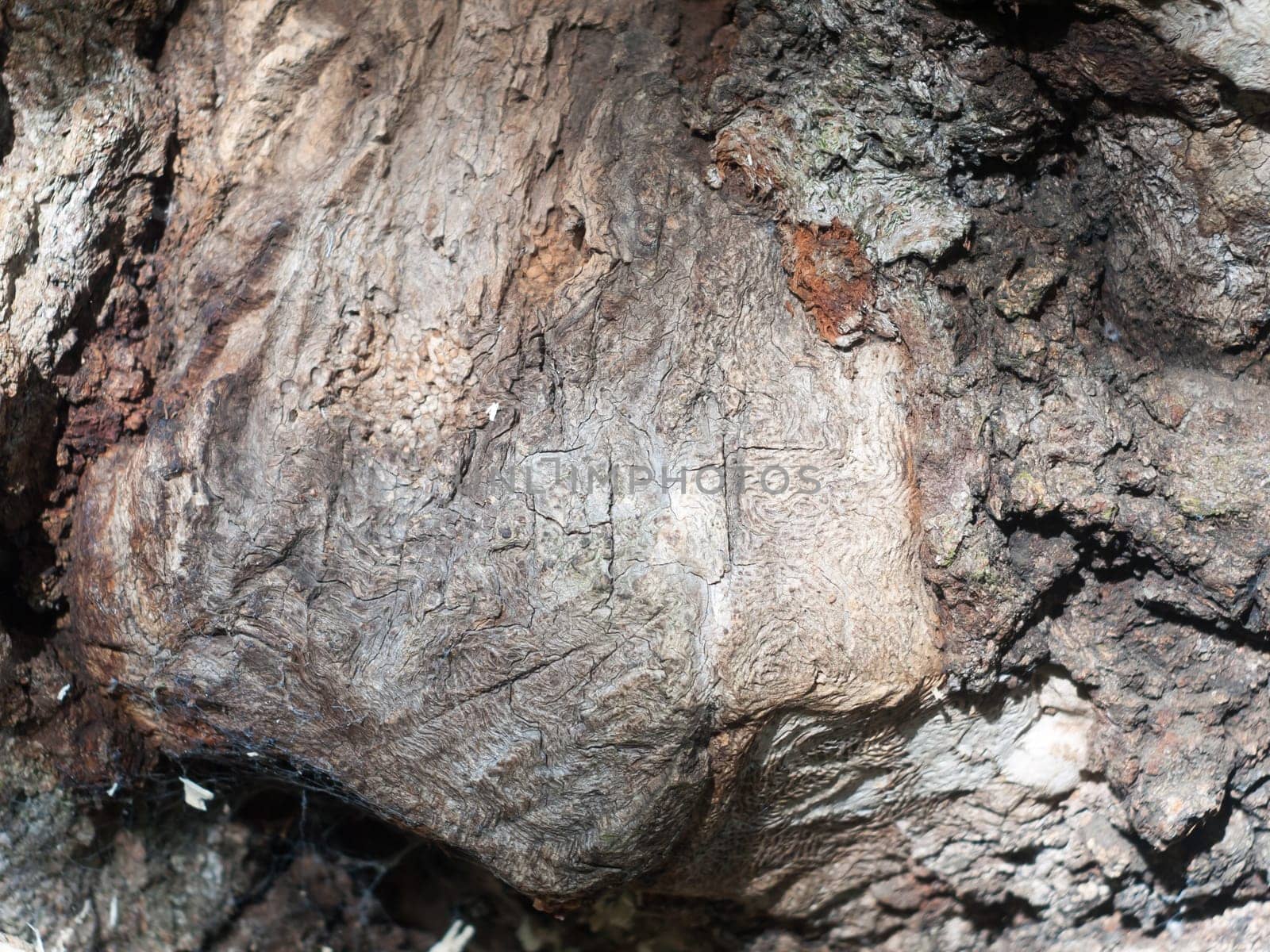 close up texture of famous old knobbley old oak tree in forest in mistley