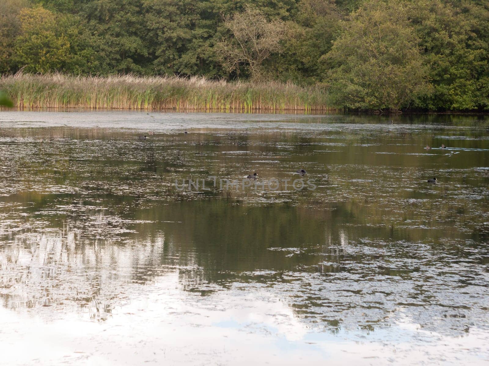 lake surface scene outside end of summer with ducks