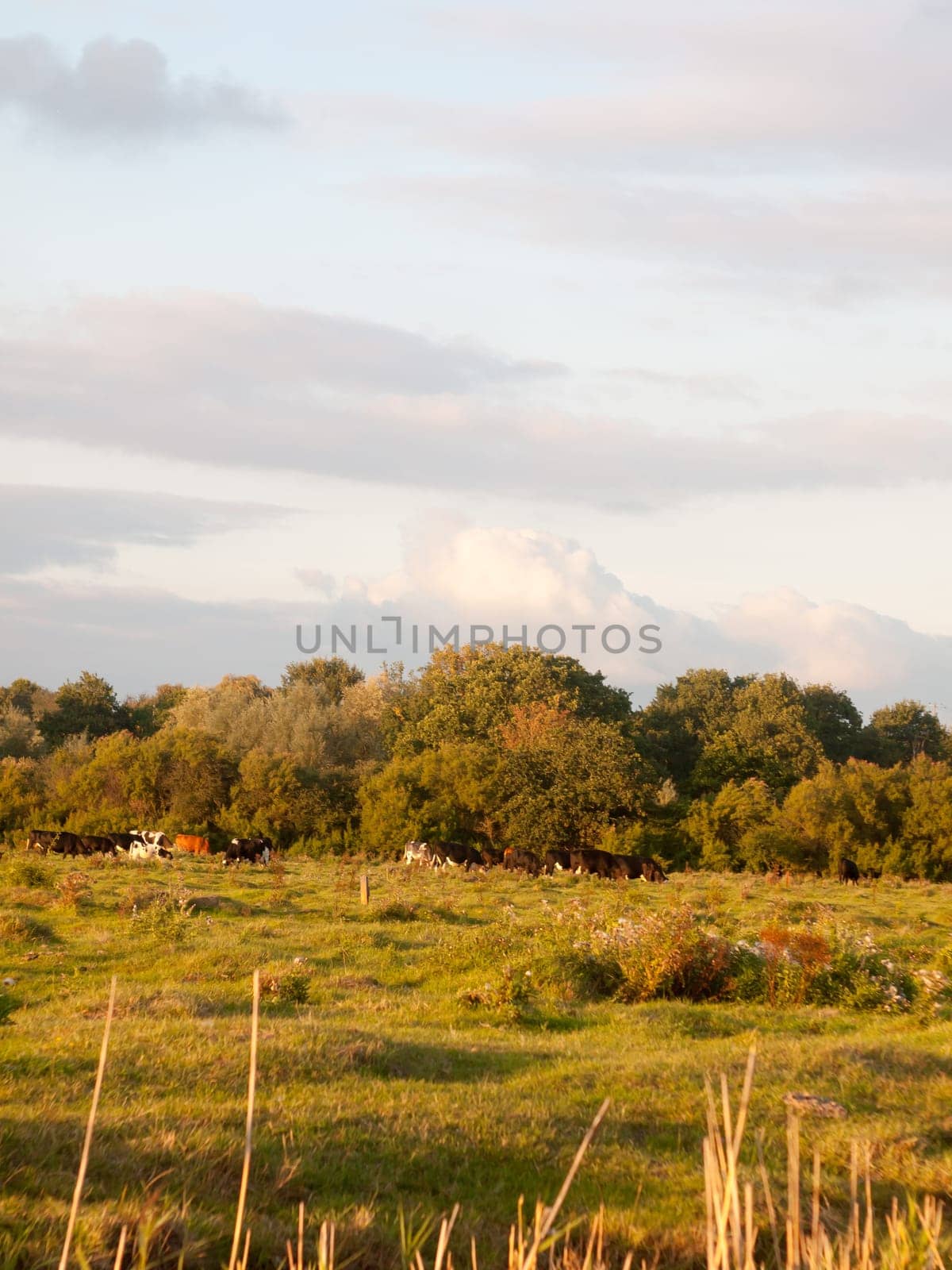 beautiful sunset lit green country land scene with trees and with farm dairy cows steers grazing in distance  England  Essex