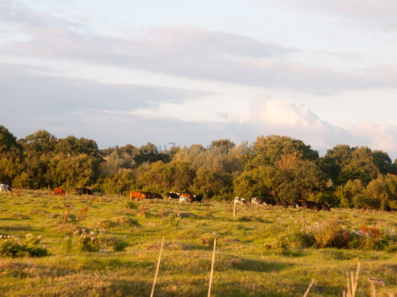 beautiful sunset lit green country land scene with trees and with farm dairy cows steers grazing in distance  England  Essex
