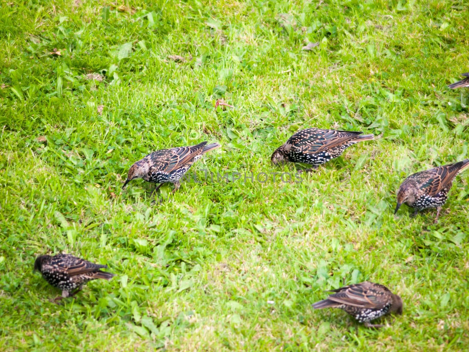 close up of starlings on the grass outside in garden eating