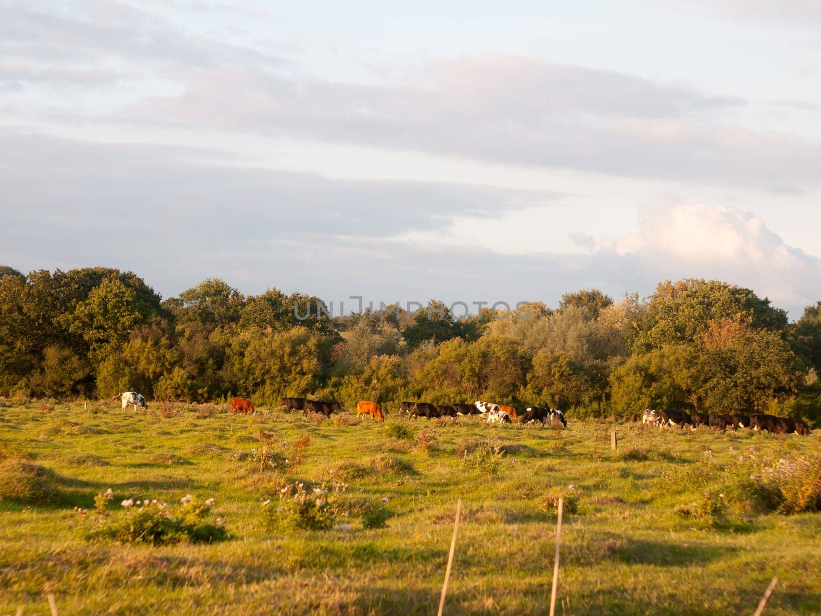 beautiful sunset lit green country land scene with trees and with farm dairy cows steers grazing in distance  England  Essex