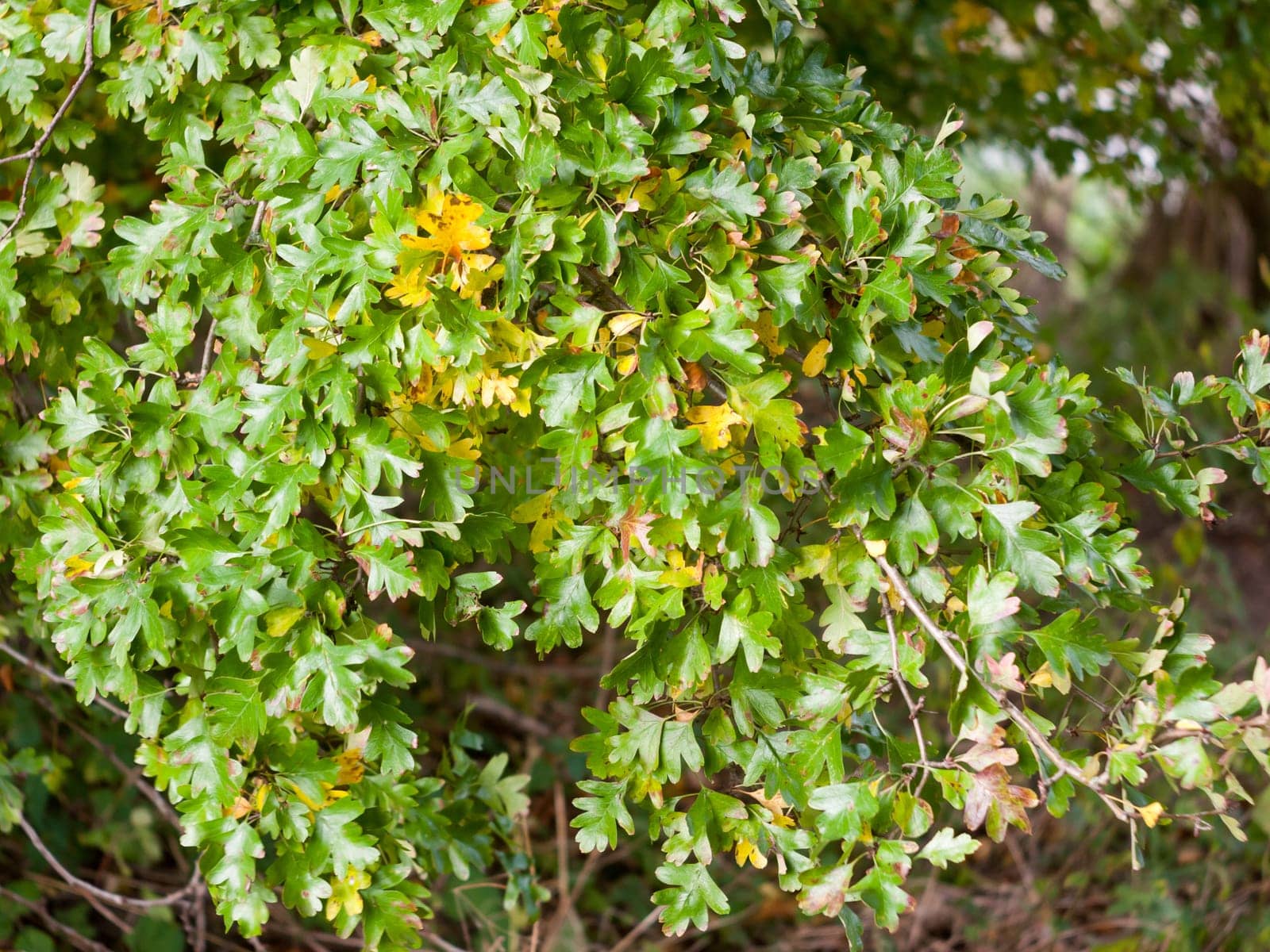 lovely flowing green and yellow leaves up close  England  Essex