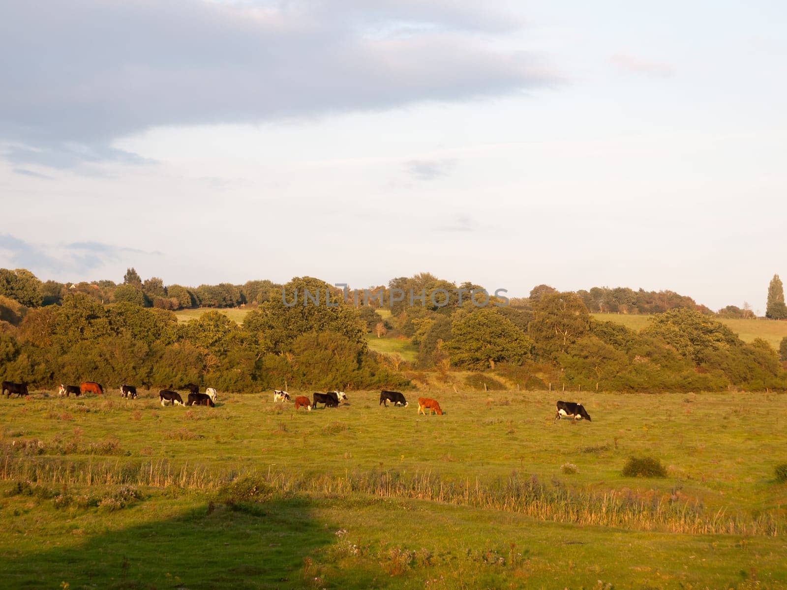 beautiful sunset lit green country land scene with trees and with farm dairy cows steers grazing in distance  England  Essex