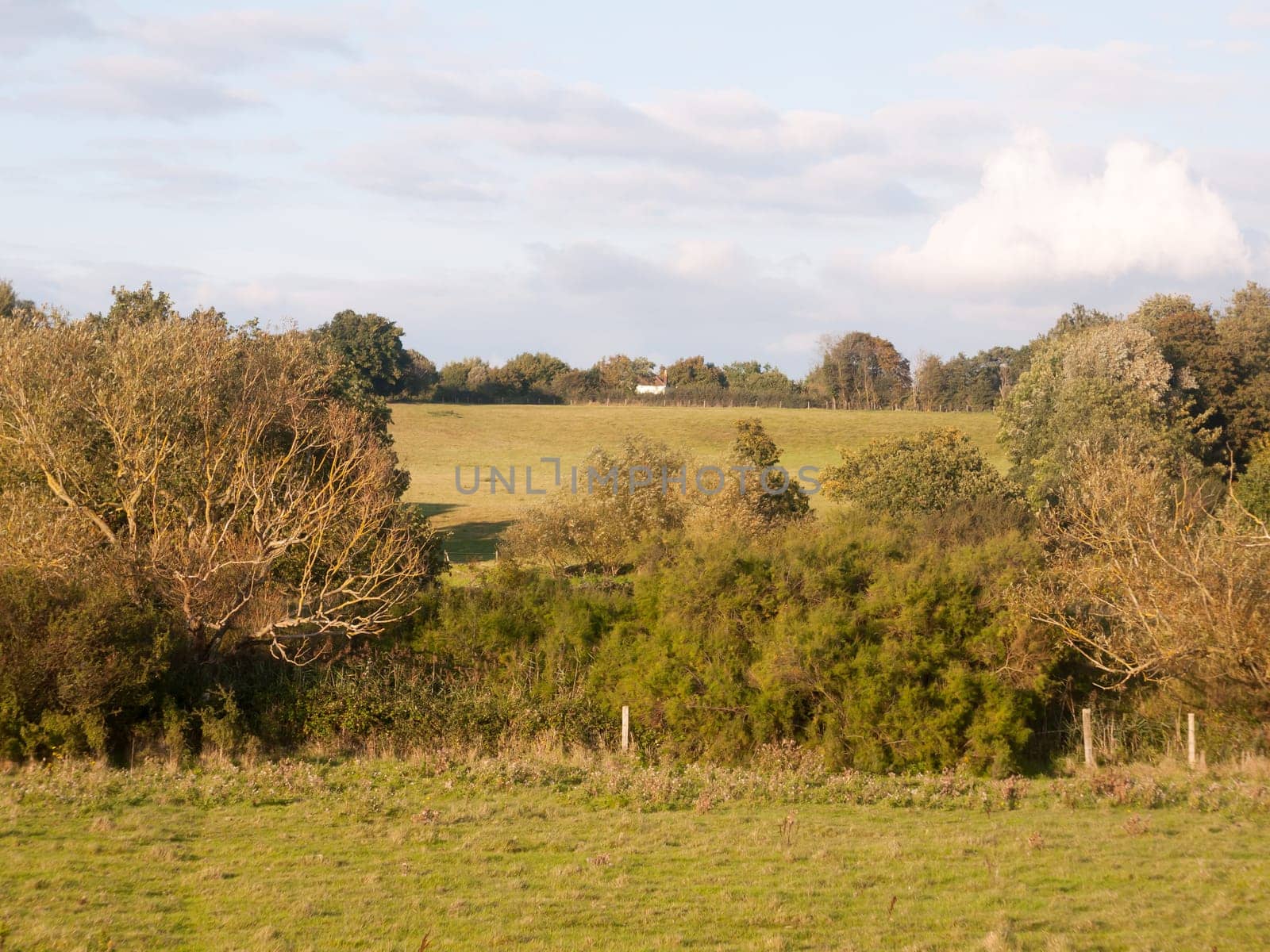 country hill and trees scene outside green and soft light  England  Essex